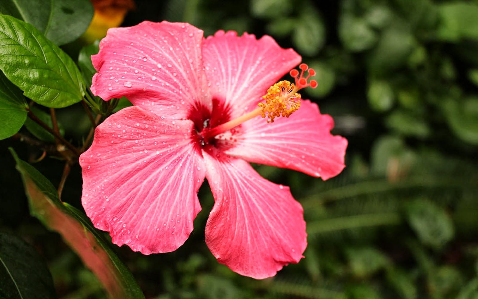 Hibiscus Flower For Background HD Wallpaper