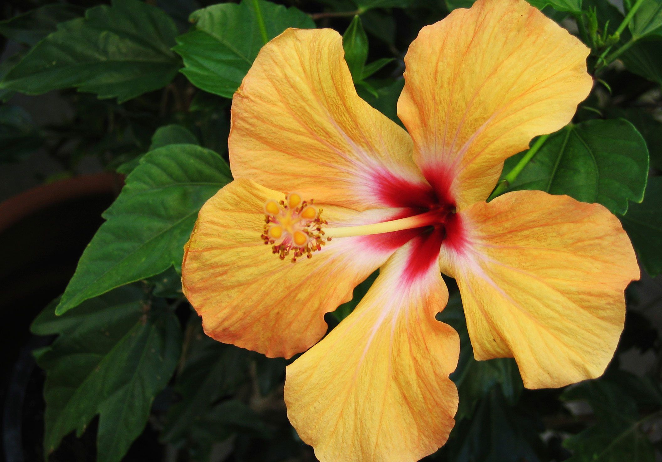 Free photo: hibiscus flower, Hibiscus, Natural
