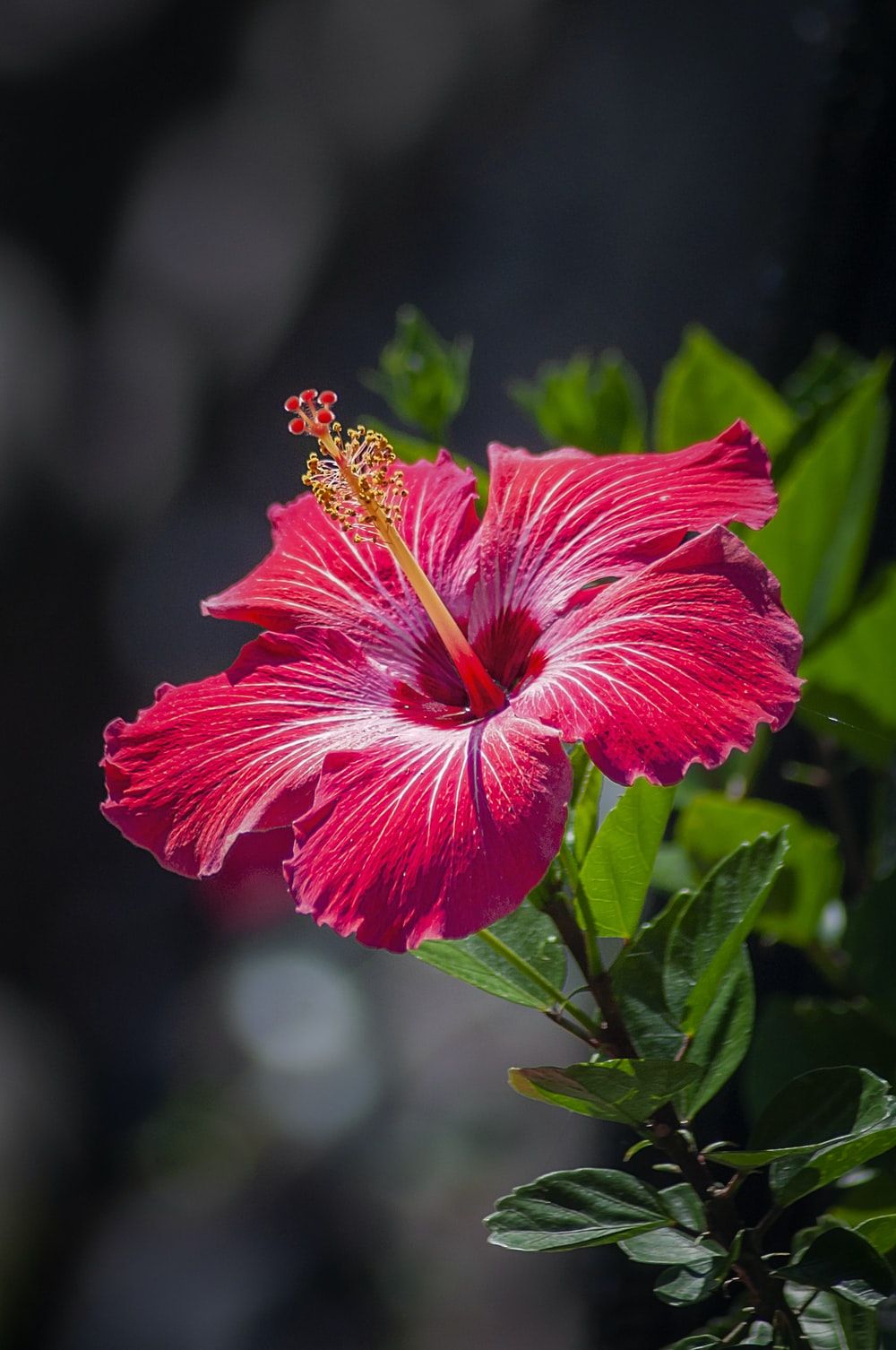 red hibiscus flower photo