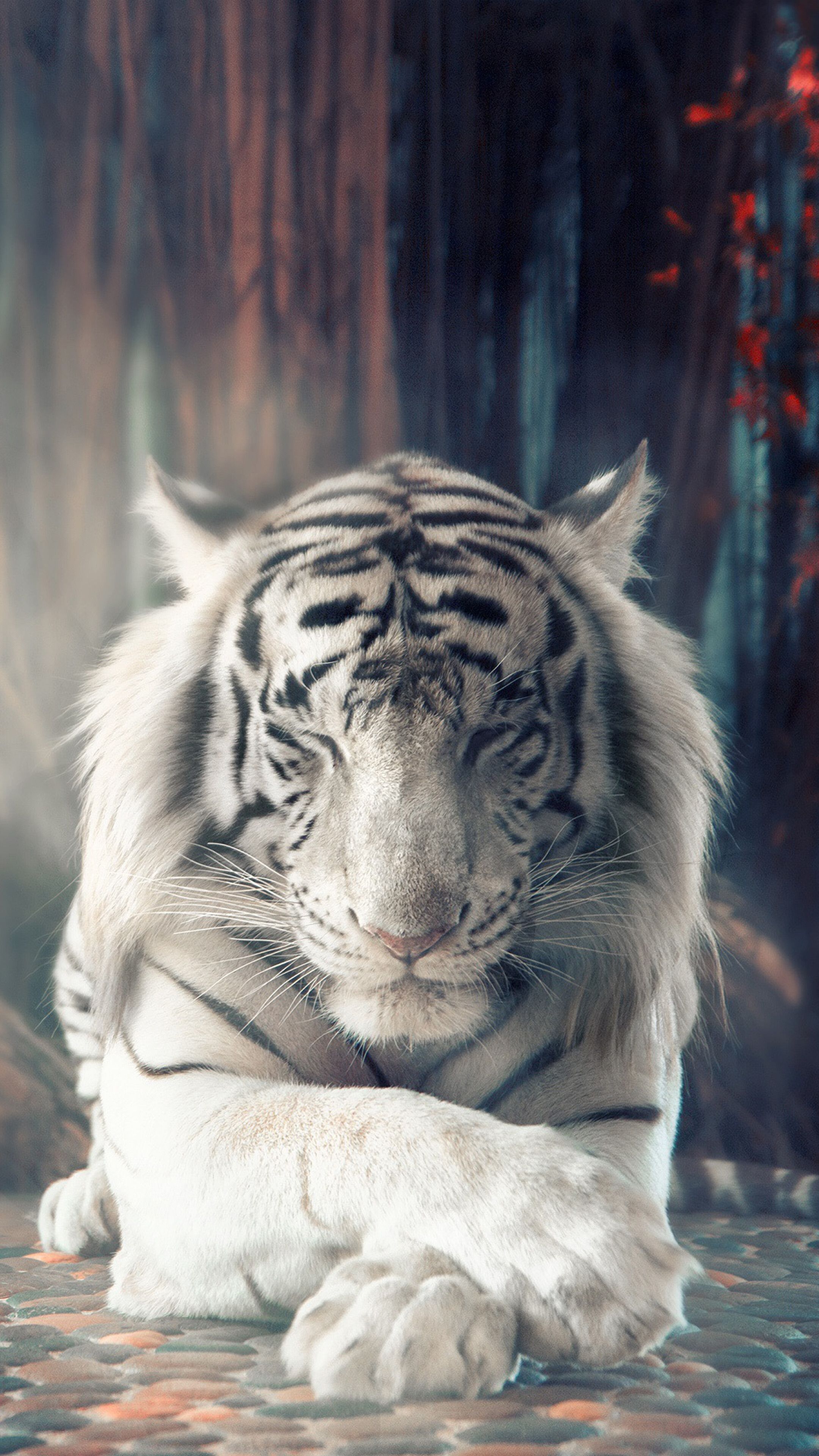 White tiger HD wallpaper, Background