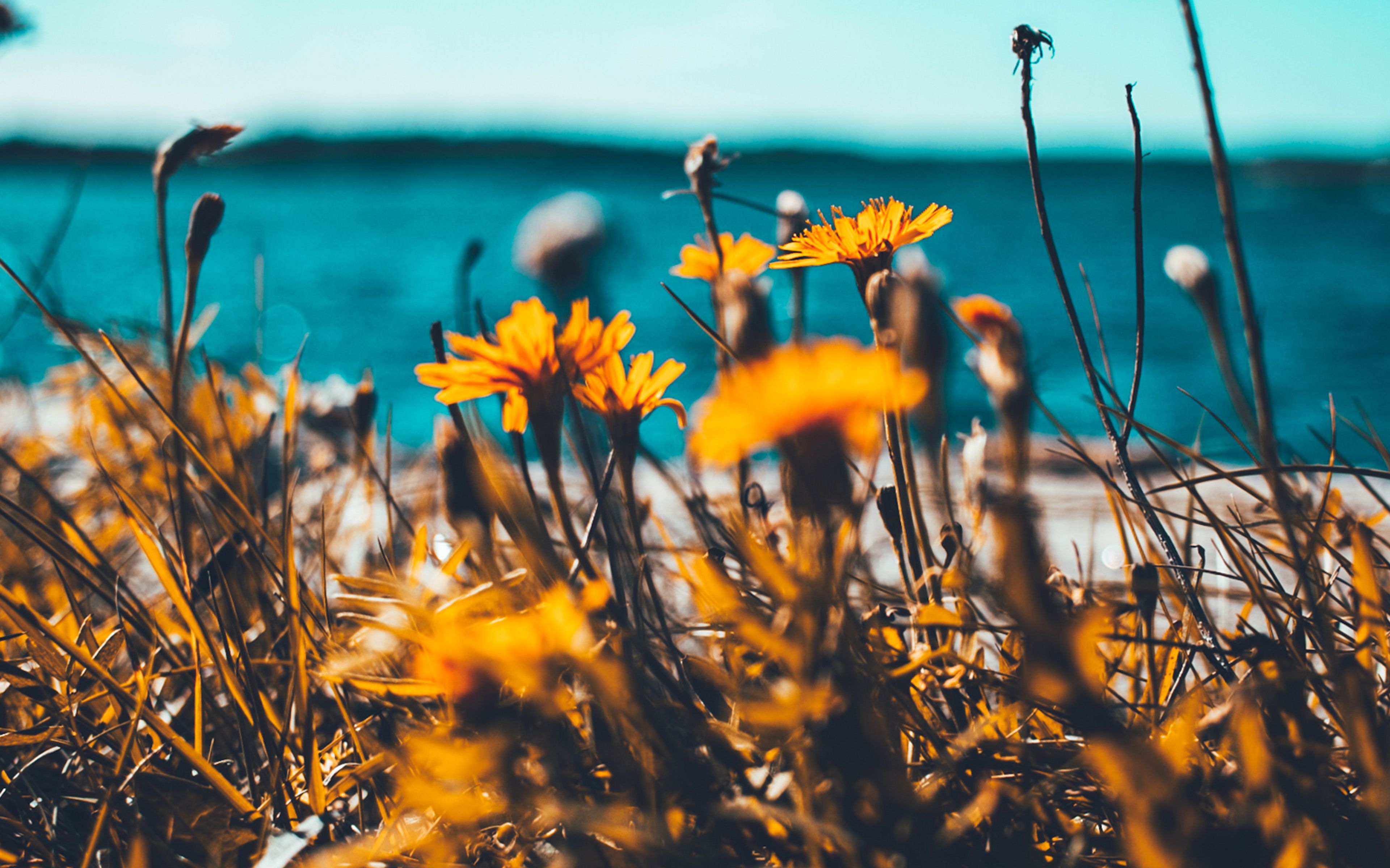 Flower Summer Spring Nature Wallpaper