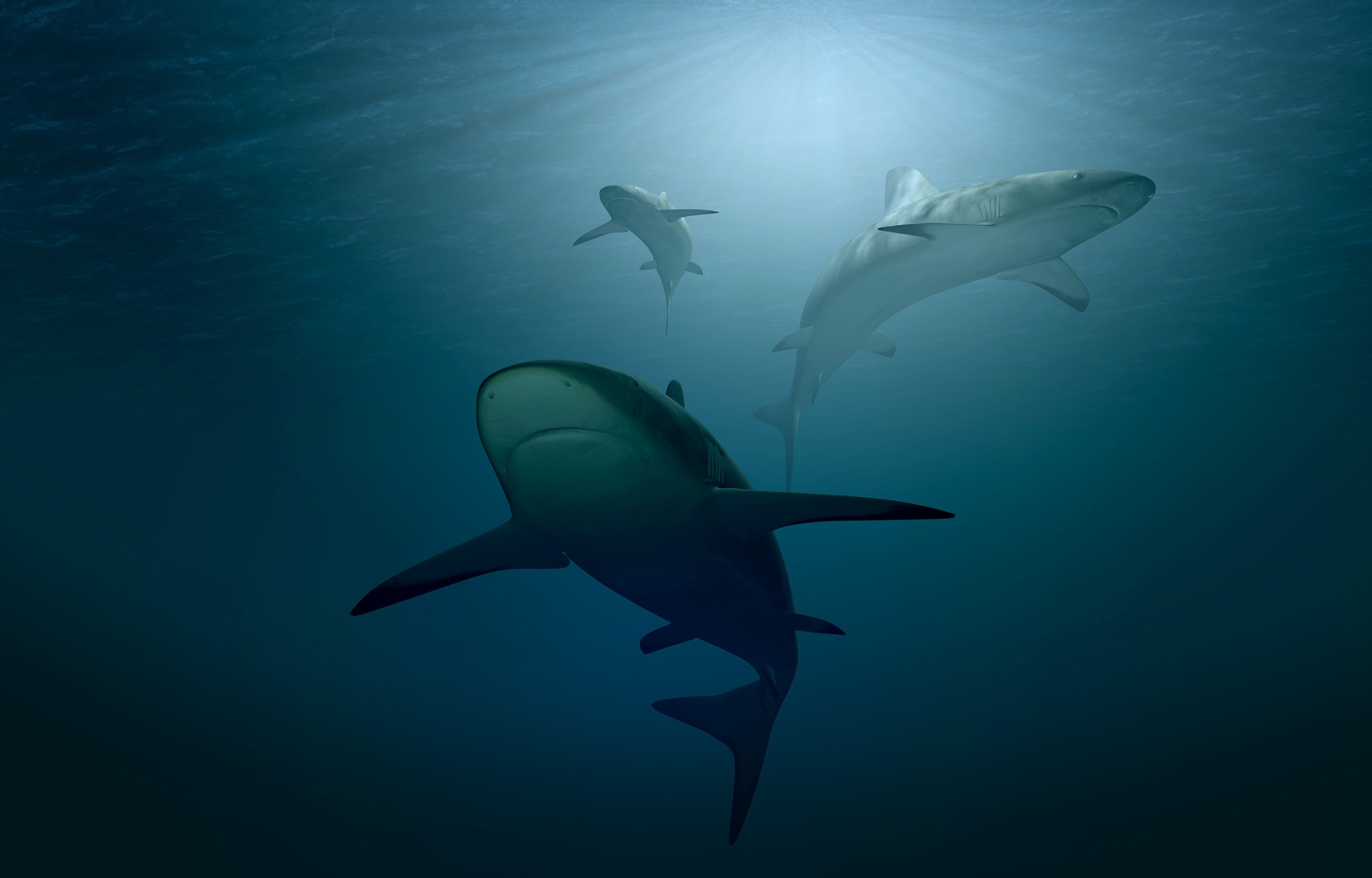 Deep Ocean HD Wallpaper