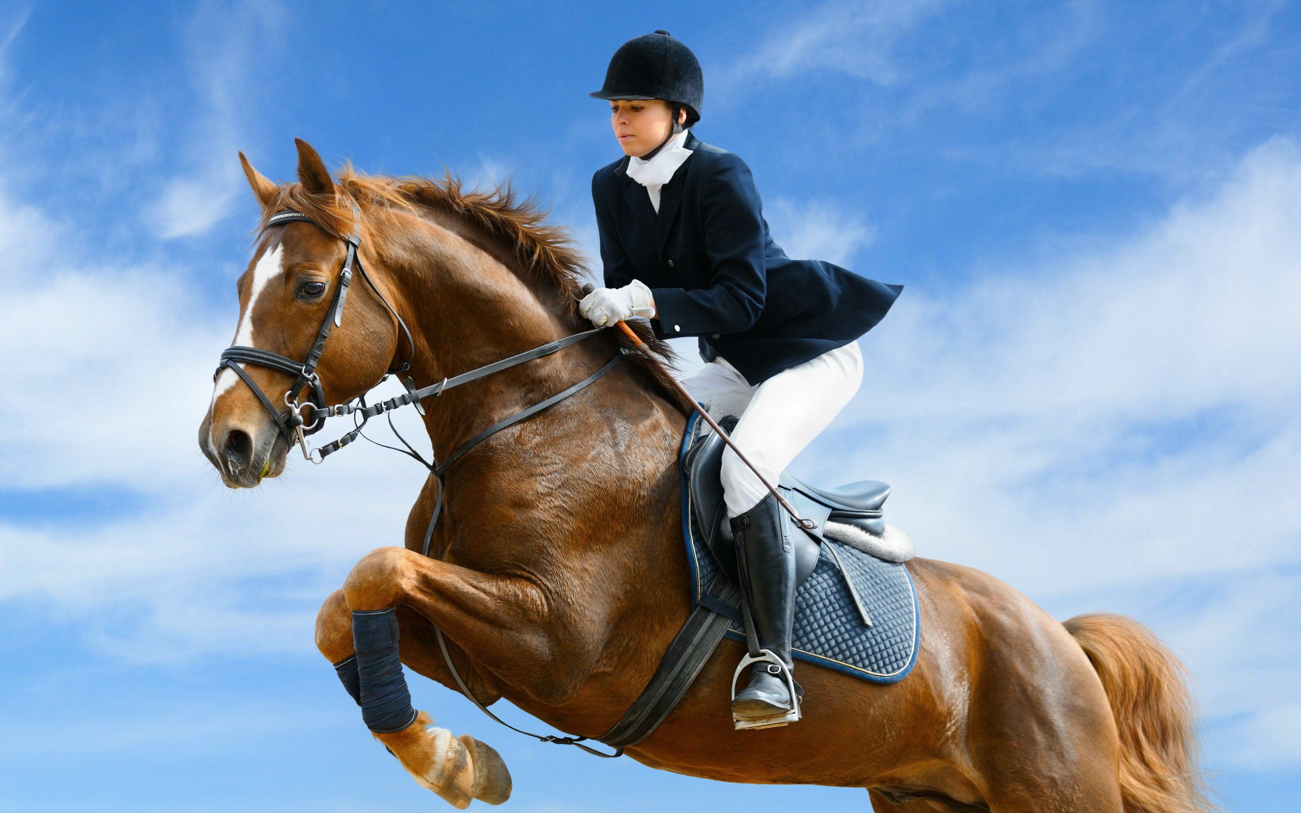 Horse Jumping Wallpaper Free Horse Jumping Background