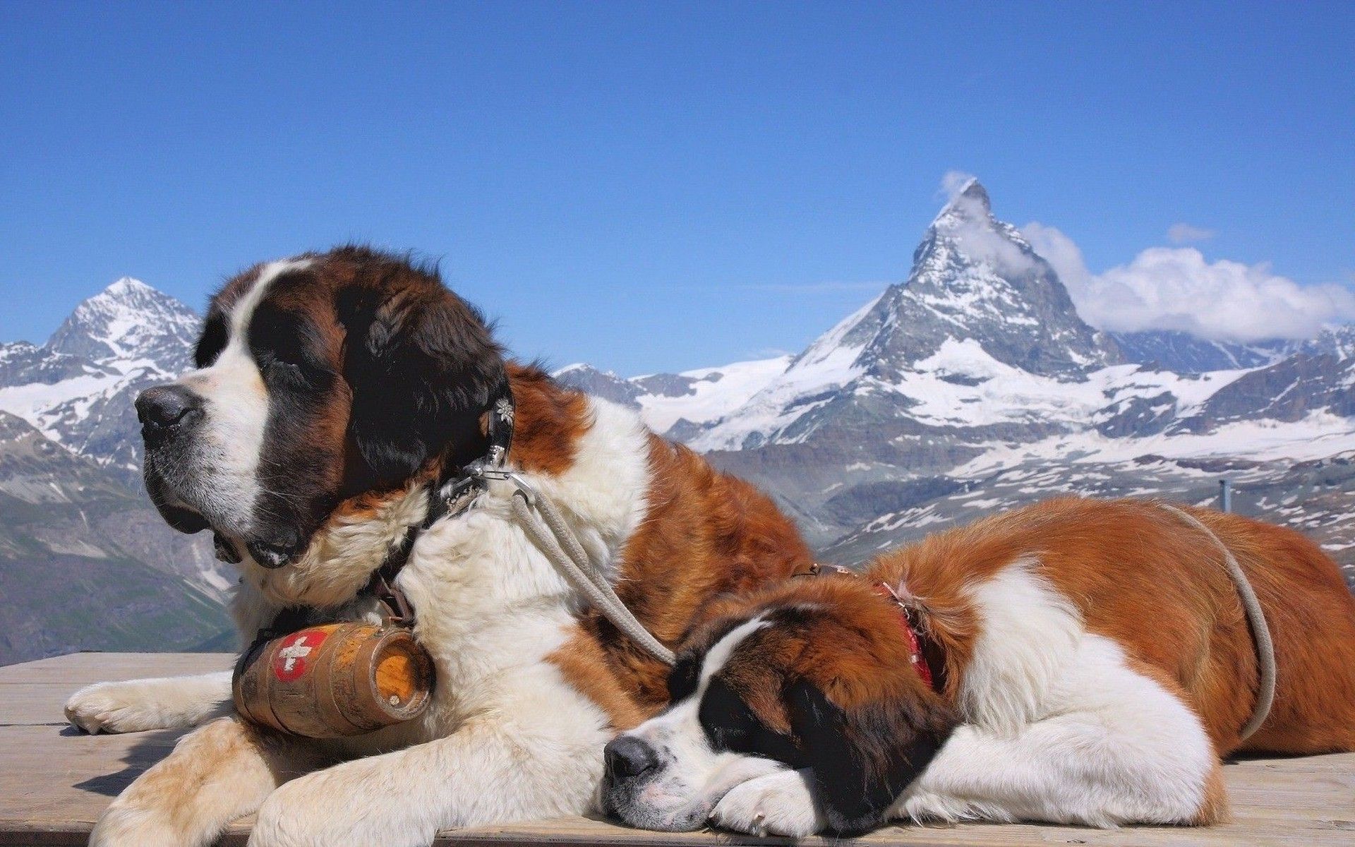 dog, Animals, St. Bernard, Mountain Wallpaper HD / Desktop and Mobile Background