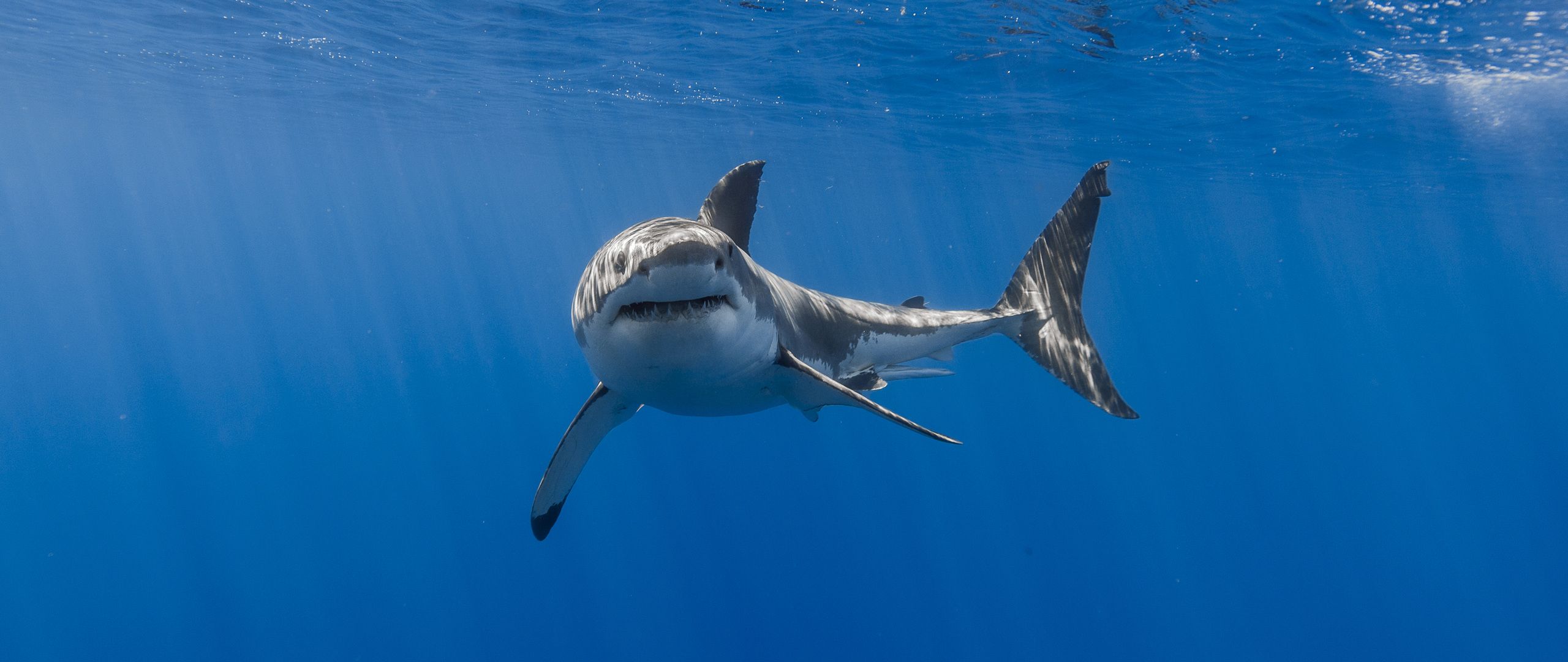 Shark Teeth Wallpapers - Wallpaper Cave