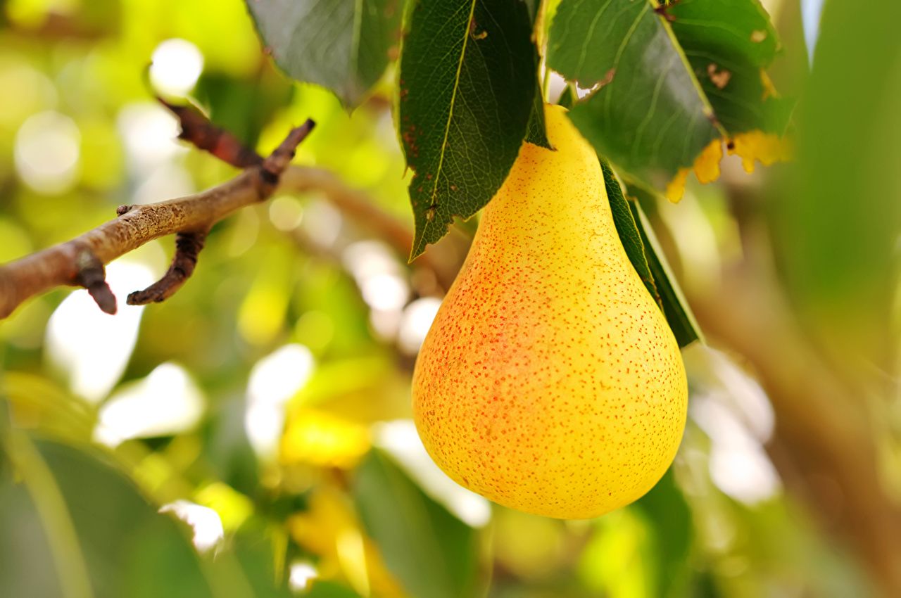 Photos Yellow Pears Food Fruit Closeup