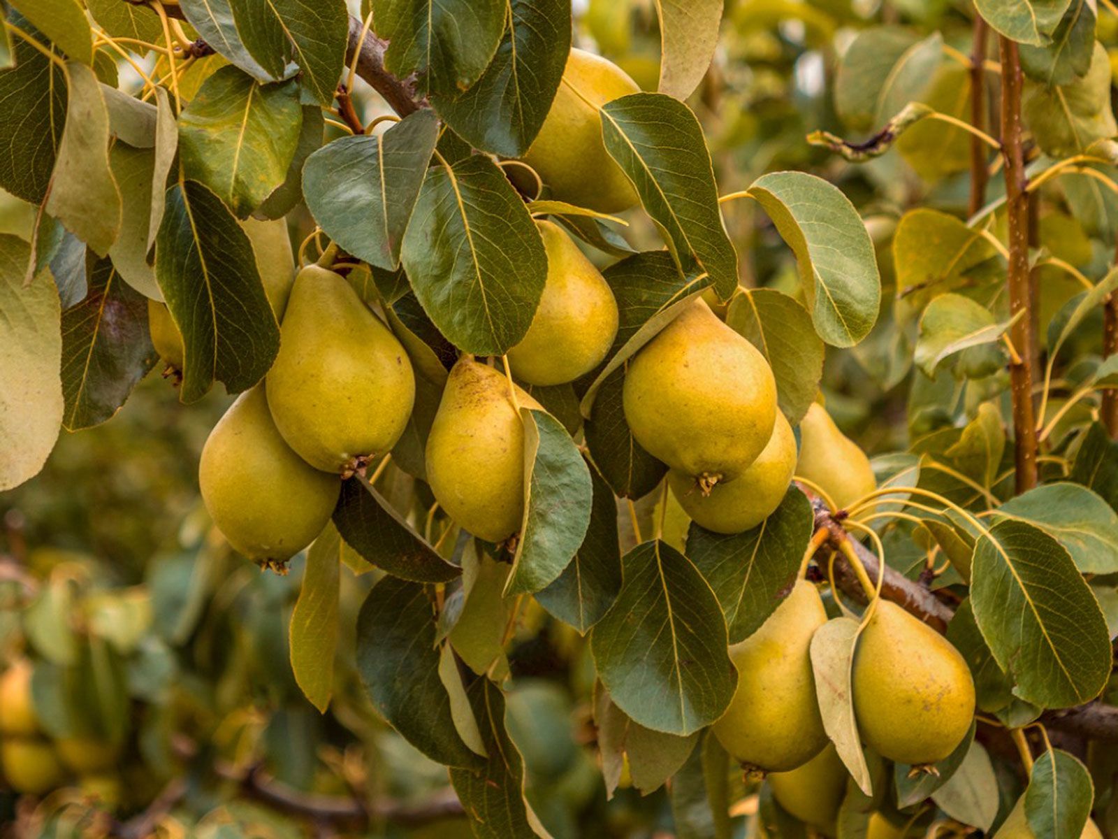 Growing Pear Trees: Tips For The Care Of Pear Trees