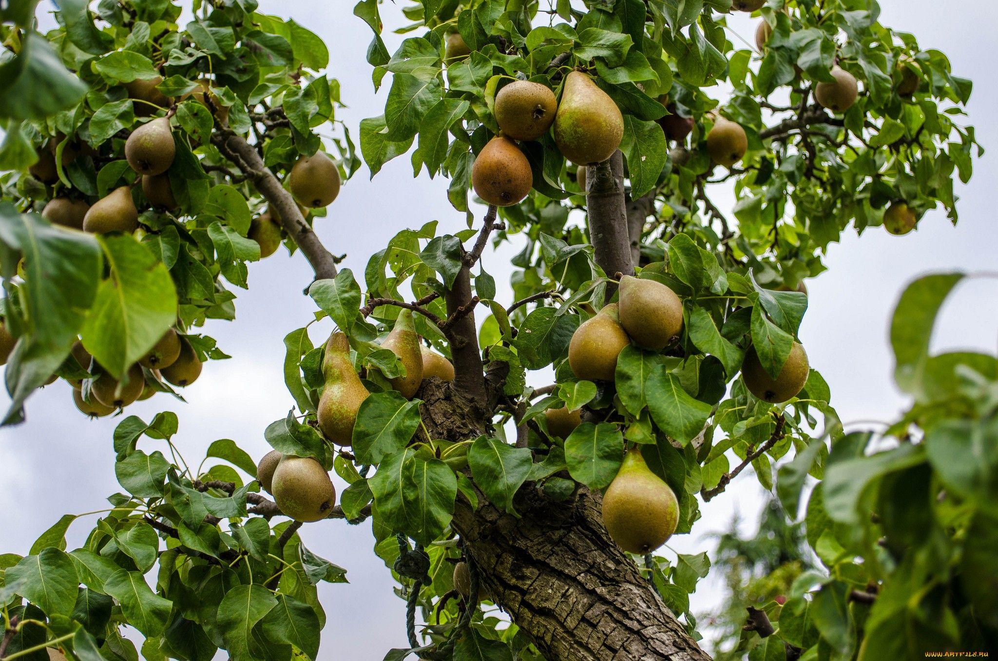 Pear Tree High Quality Wallpaper Tree Fruit HD Wallpaper