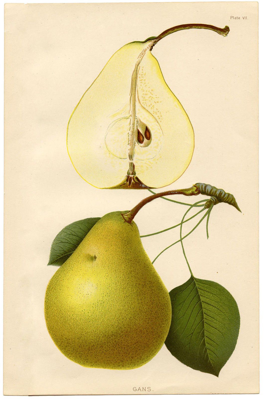 Pear Image! Graphics Fairy