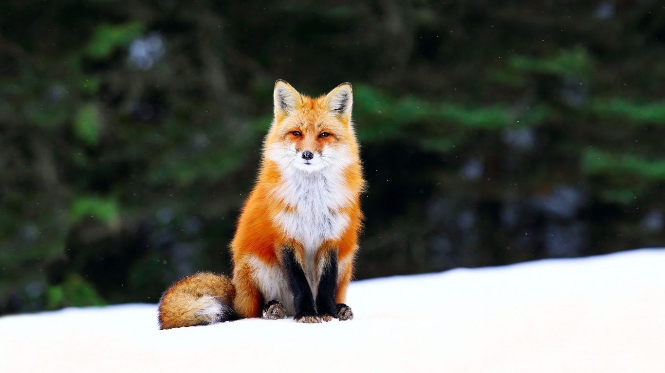 Cute Red Fox Wallpaper
