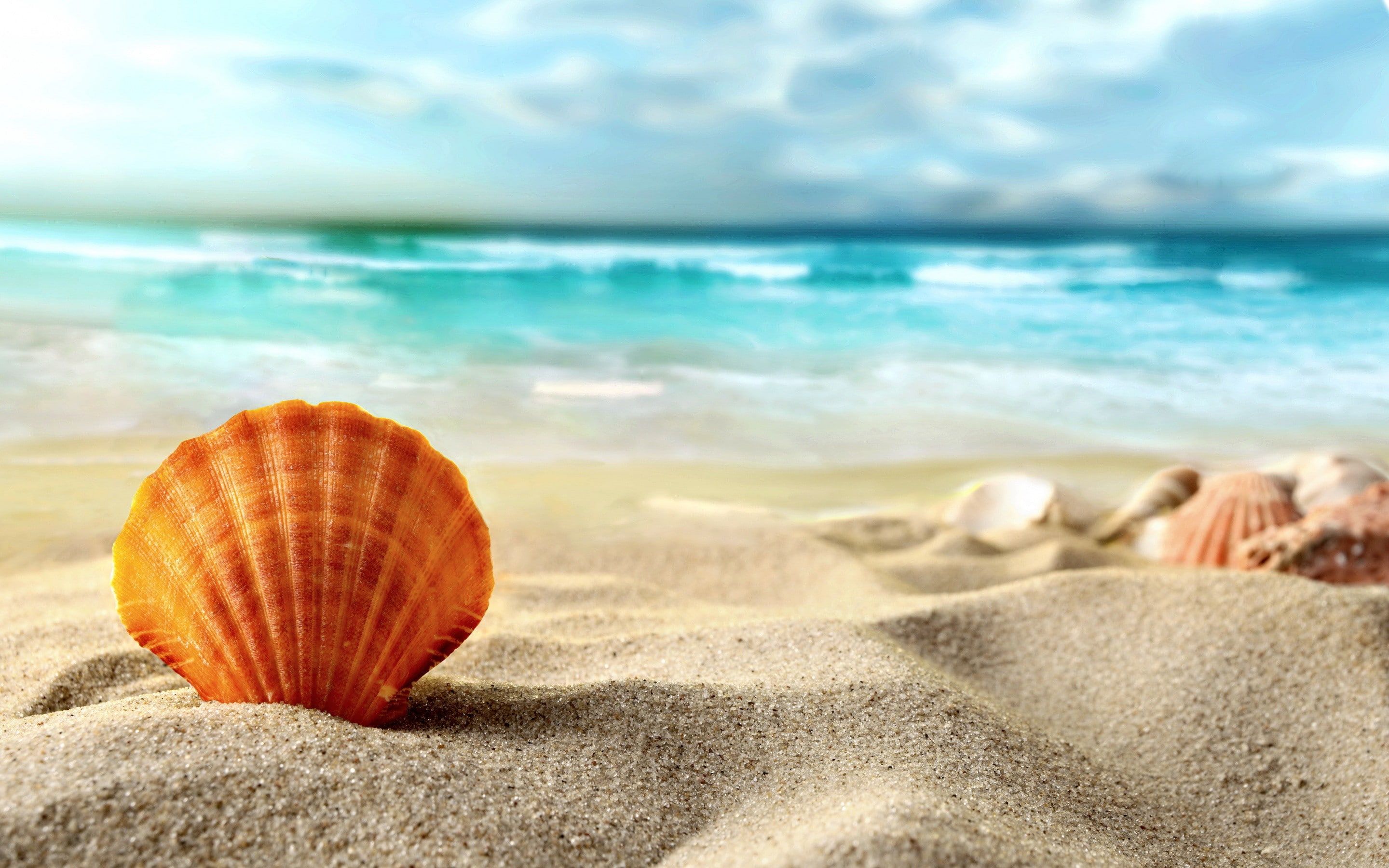 Shell, beach, sea #beach #sand #shell #sea #Summer K #wallpaper #hdwallpaper #desktop. Beach sunset wallpaper, Beach sand, Beach wallpaper