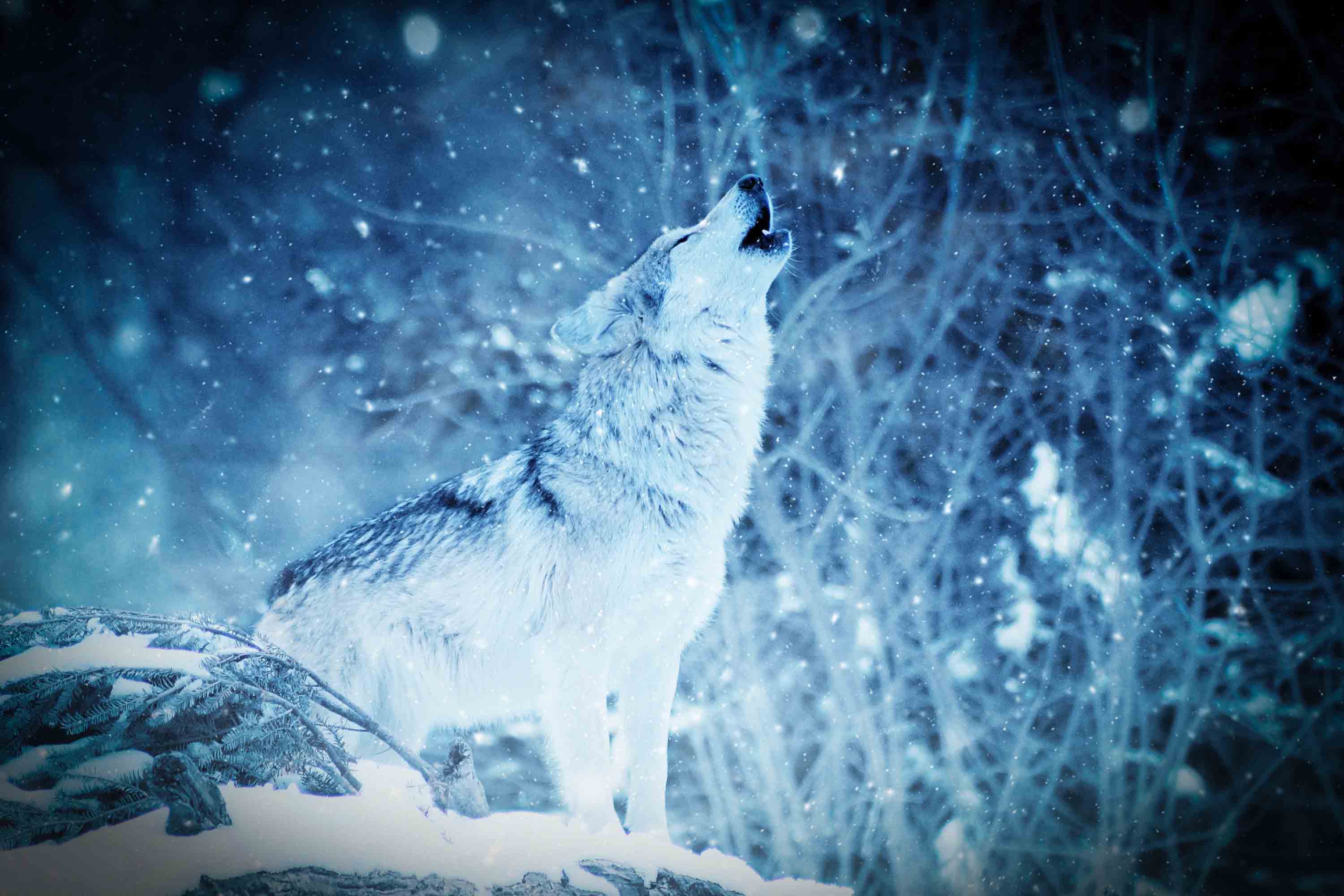 4K Wolf Wallpaper 2019