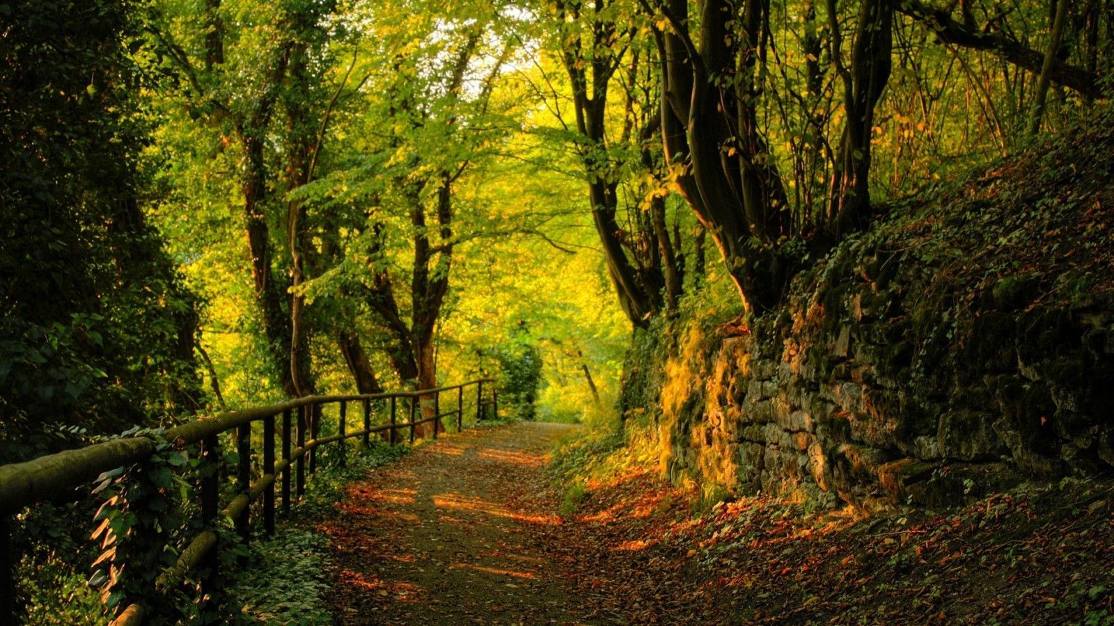Forest Path Wallpaper Free Forest Path Background