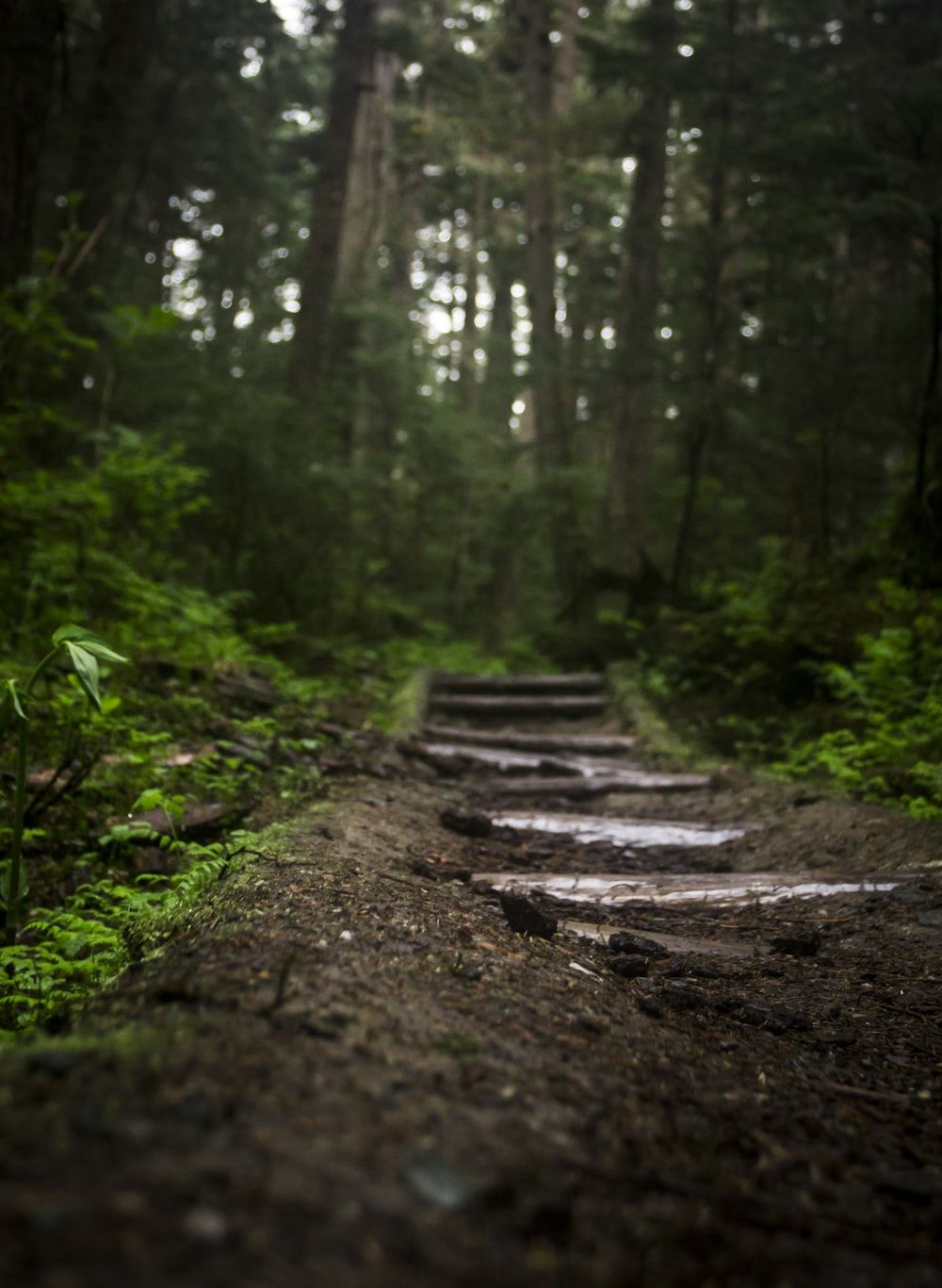 Forest Path Picture. Download Free Image