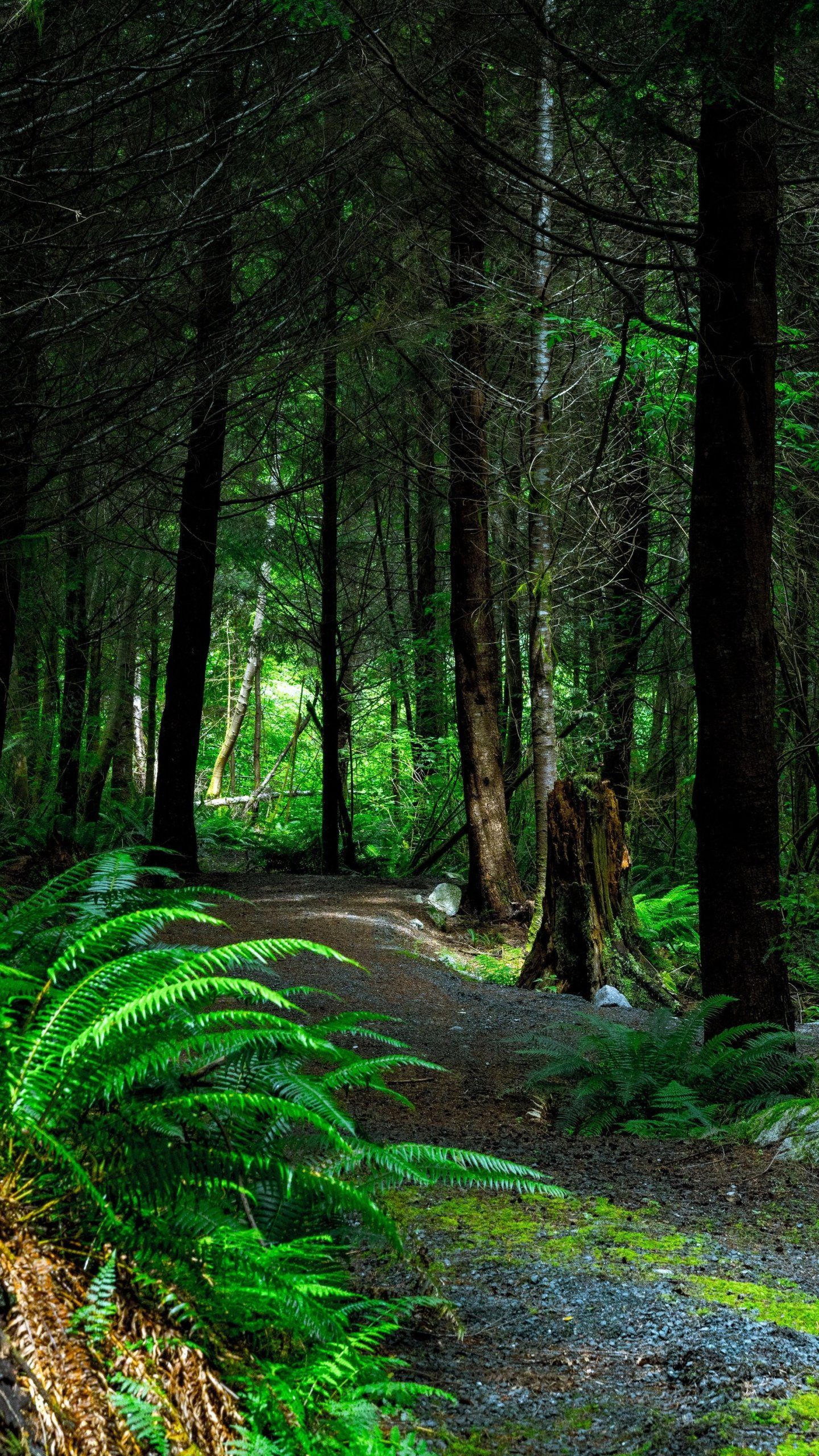 Forest Path Wallpaper, Android & Desktop Background. Forest path, Landscape, Tree wallpaper