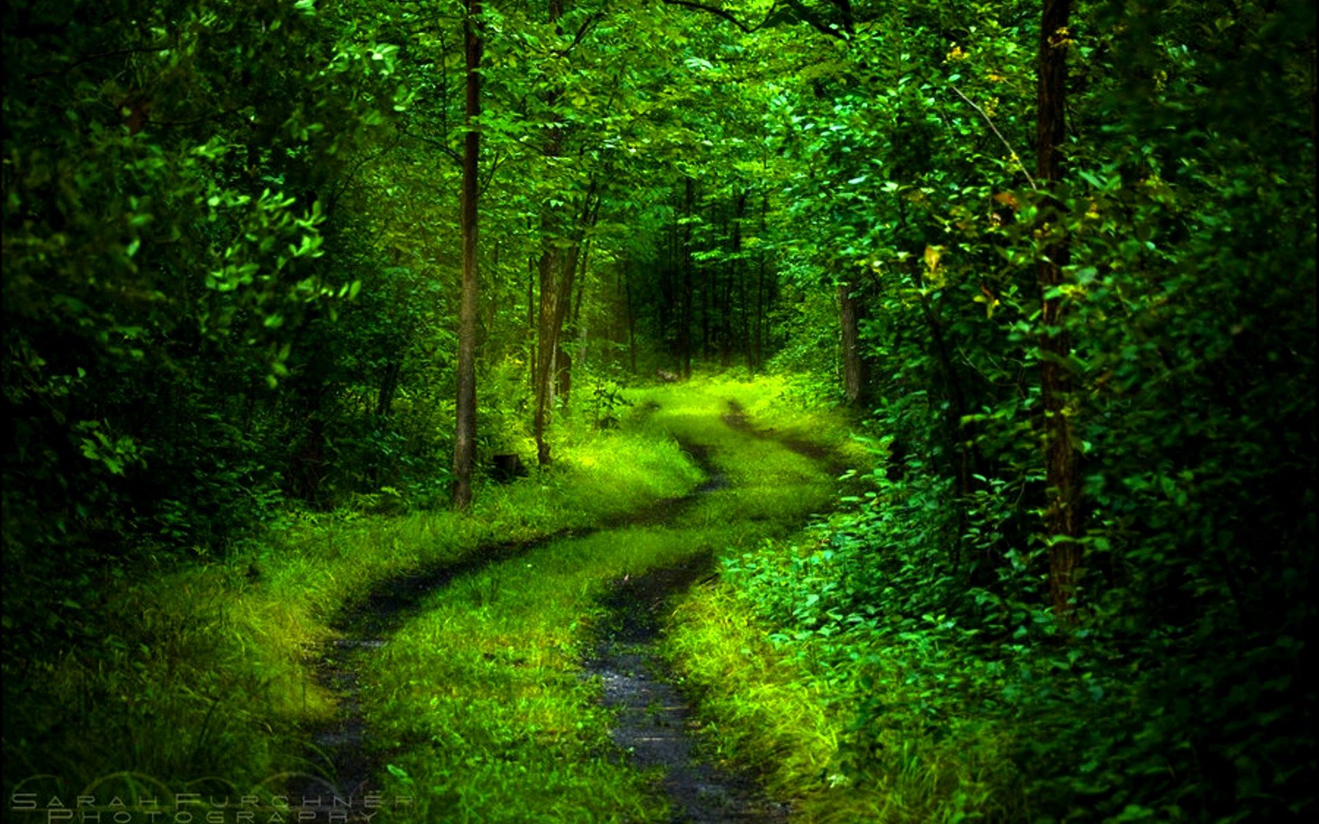 Forest Path wallpaperx1200