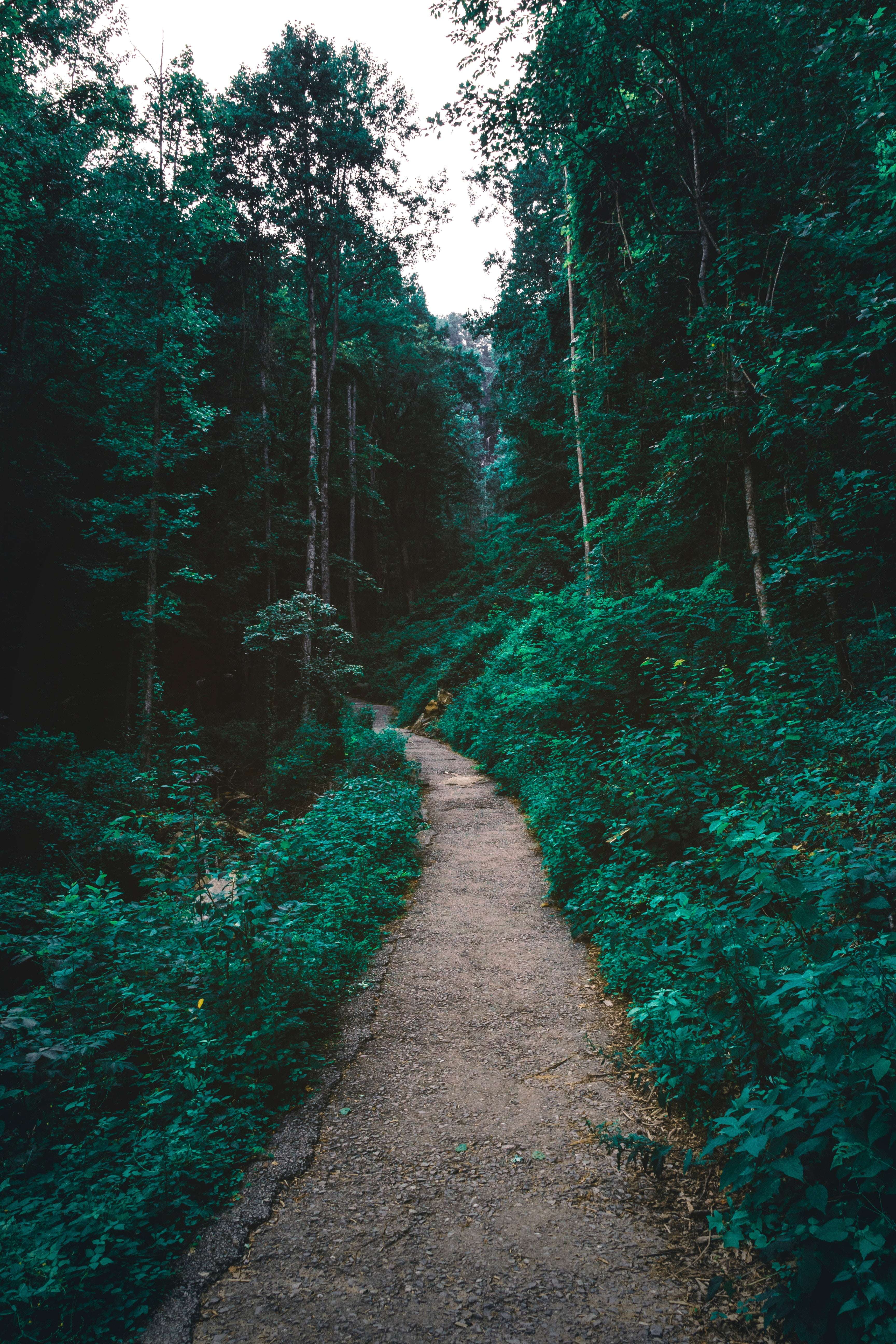 iPhone Wallpaper Forest Path