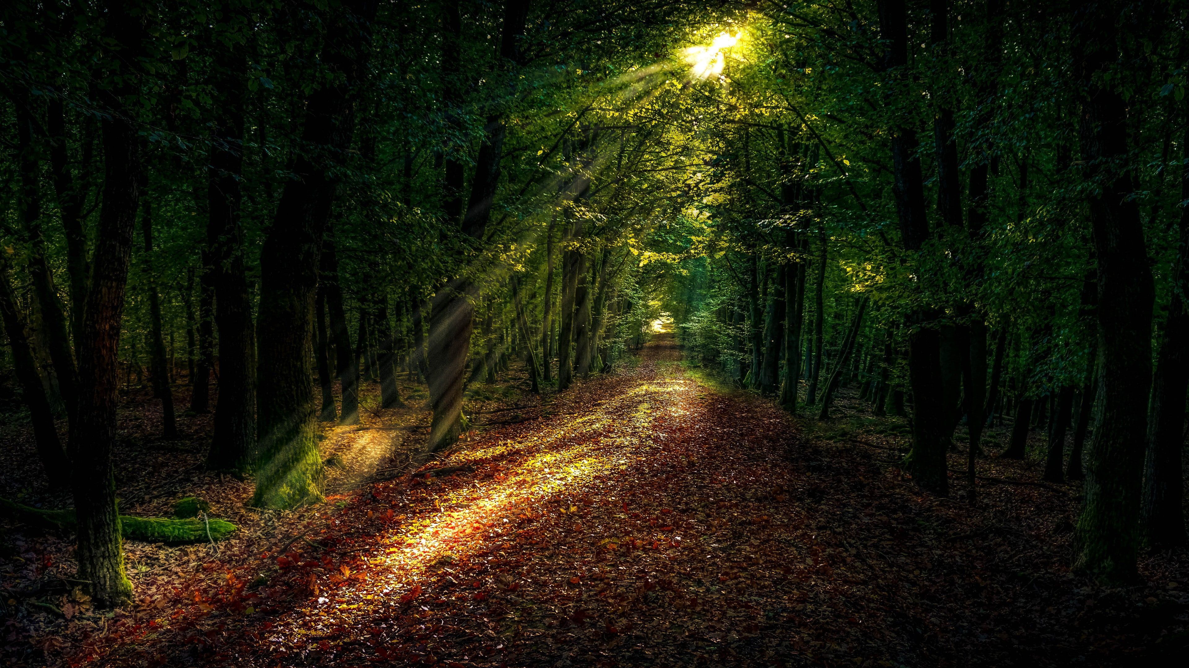 sunray #forest forest path #woodland #path #ecosystem #sunlight K # wallpaper #hdwallpaper #desktop. Forest path, Nature, Landscape