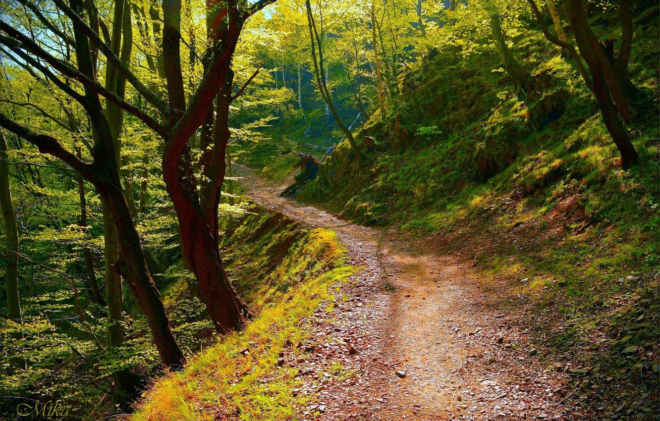 Forest Path Desktop Background