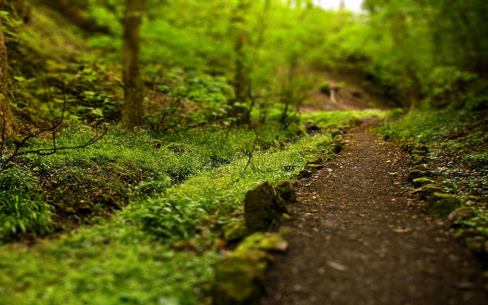 Forest path Wallpaper