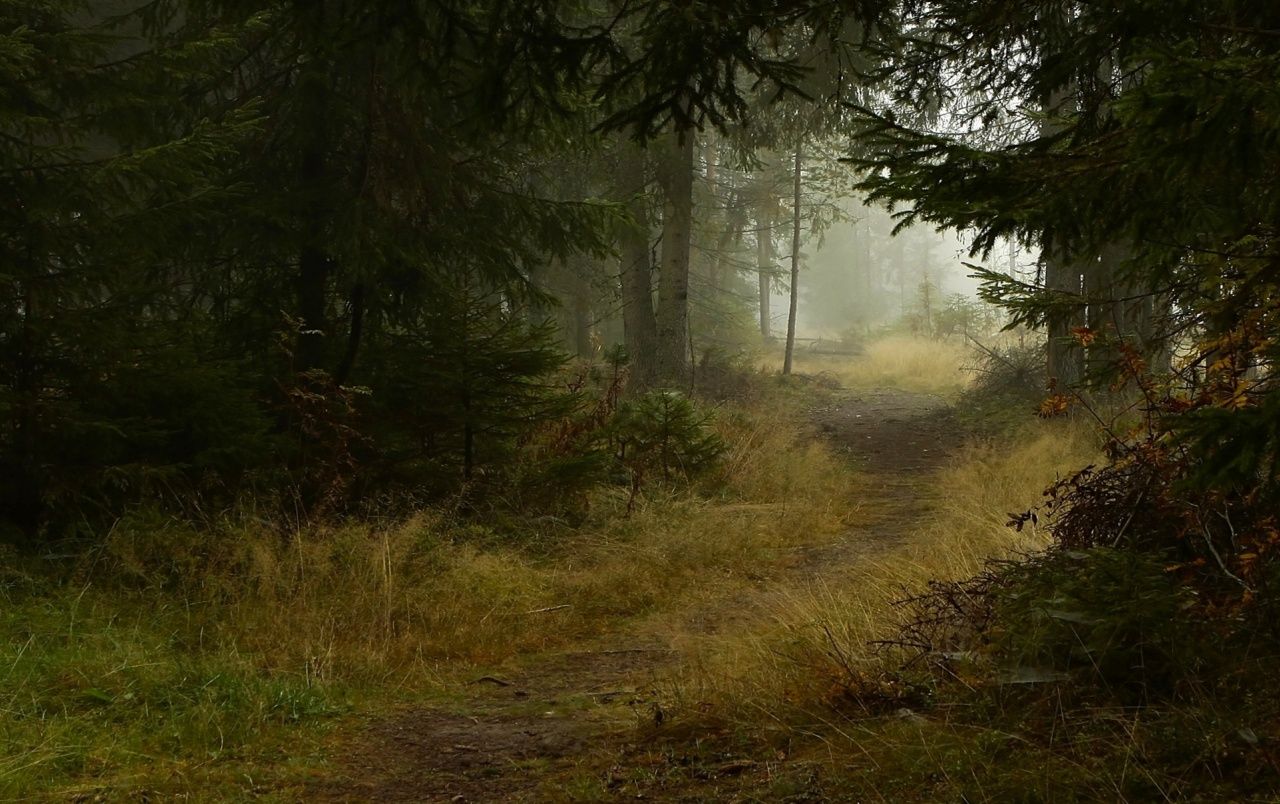 Deep Forest Path Wallpaper Forest Path