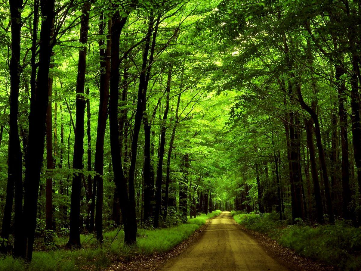 Widescreen Green, Forest, Nature background. FREE Best picture