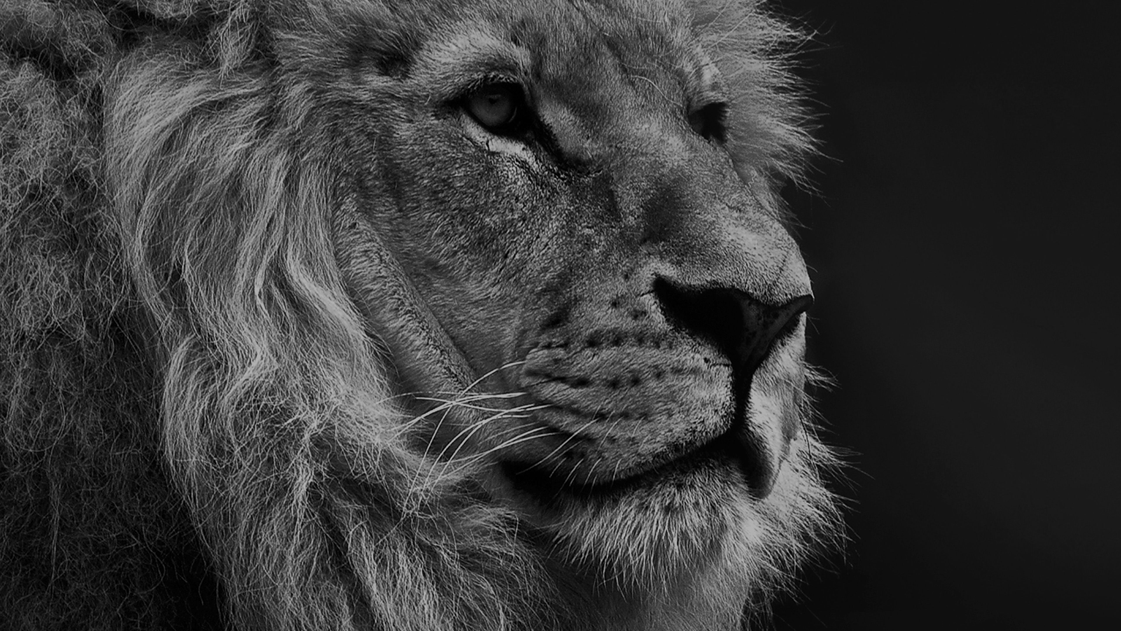 Lion Wallpaper 4k Black And White