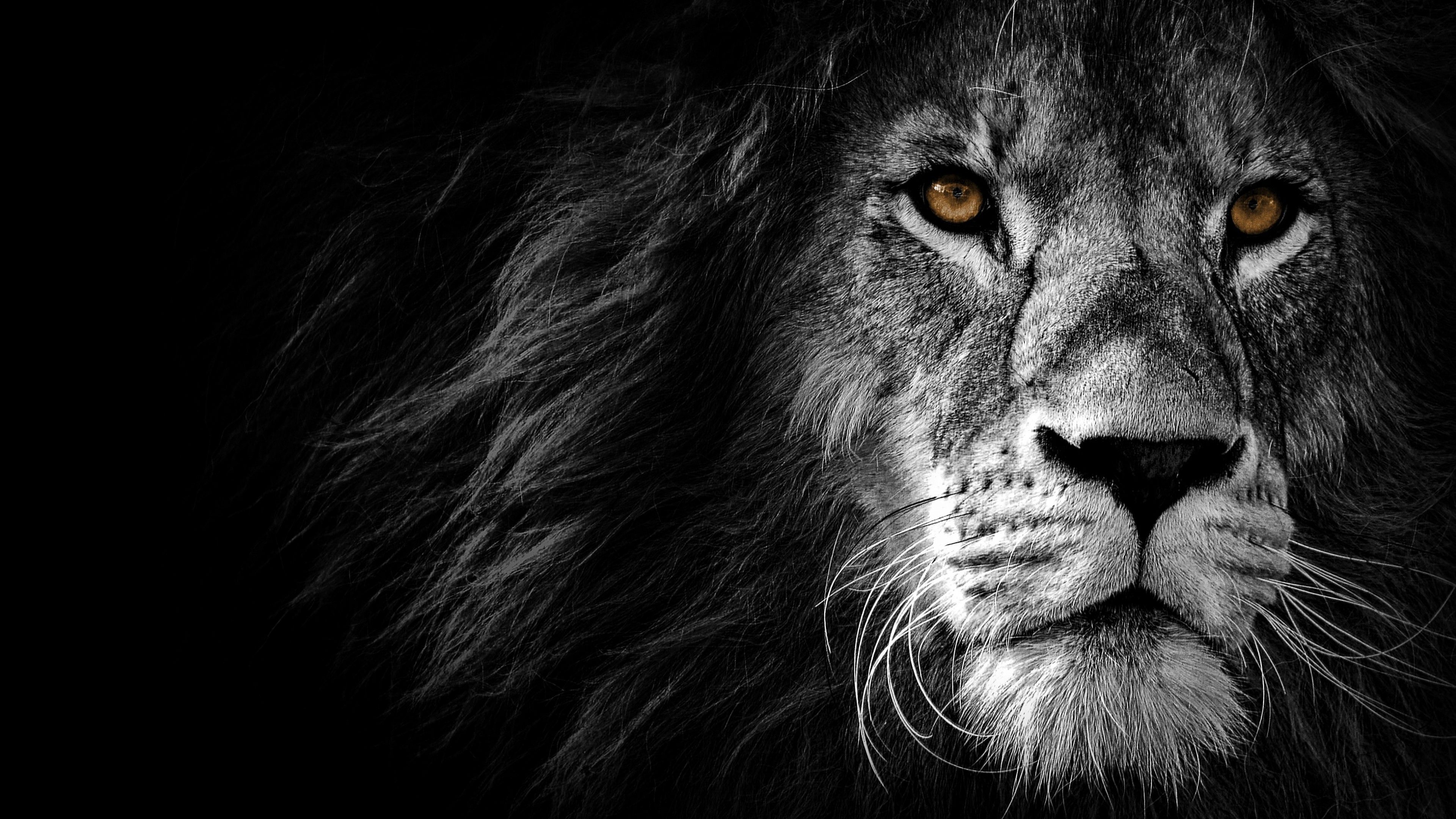 Lion 4K Wallpaper, Wild, African, Predator, Black background, Animals