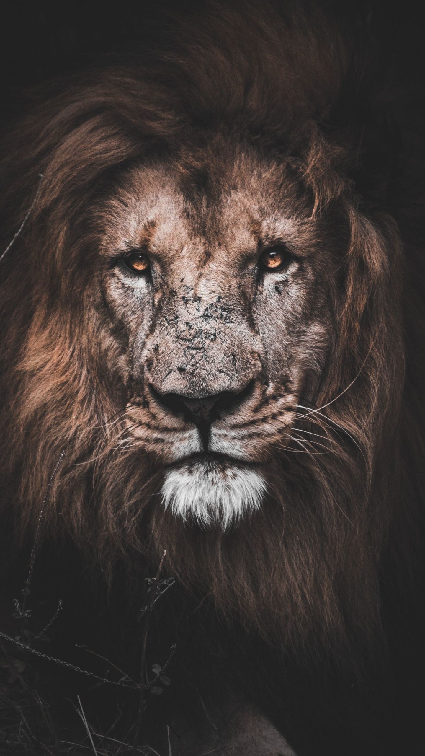 Download 1440x2560 wallpaper might lion, animal, muzzle, qhd samsung galaxy s s edge, note, lg g 1440x2560 HD image, background, 9947