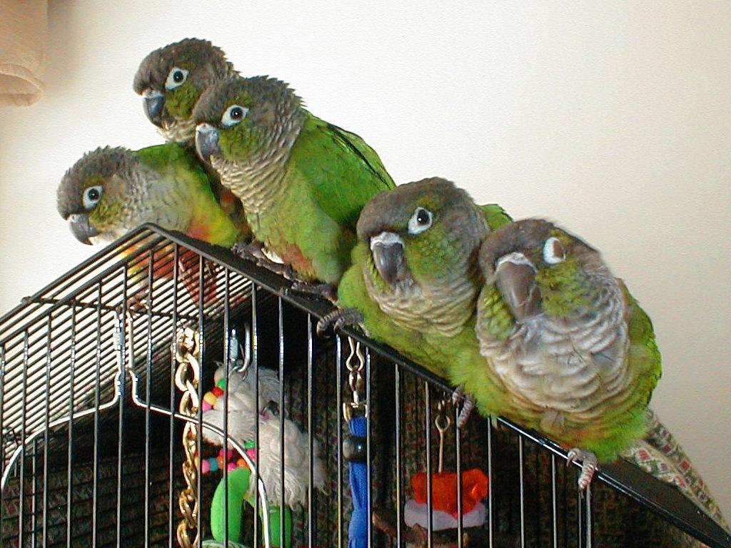 Green-cheeked Conures Wallpapers - Wallpaper Cave