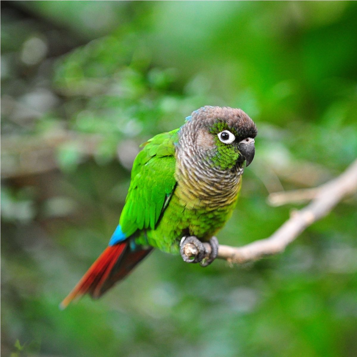 Green-cheeked Conures Wallpapers - Wallpaper Cave