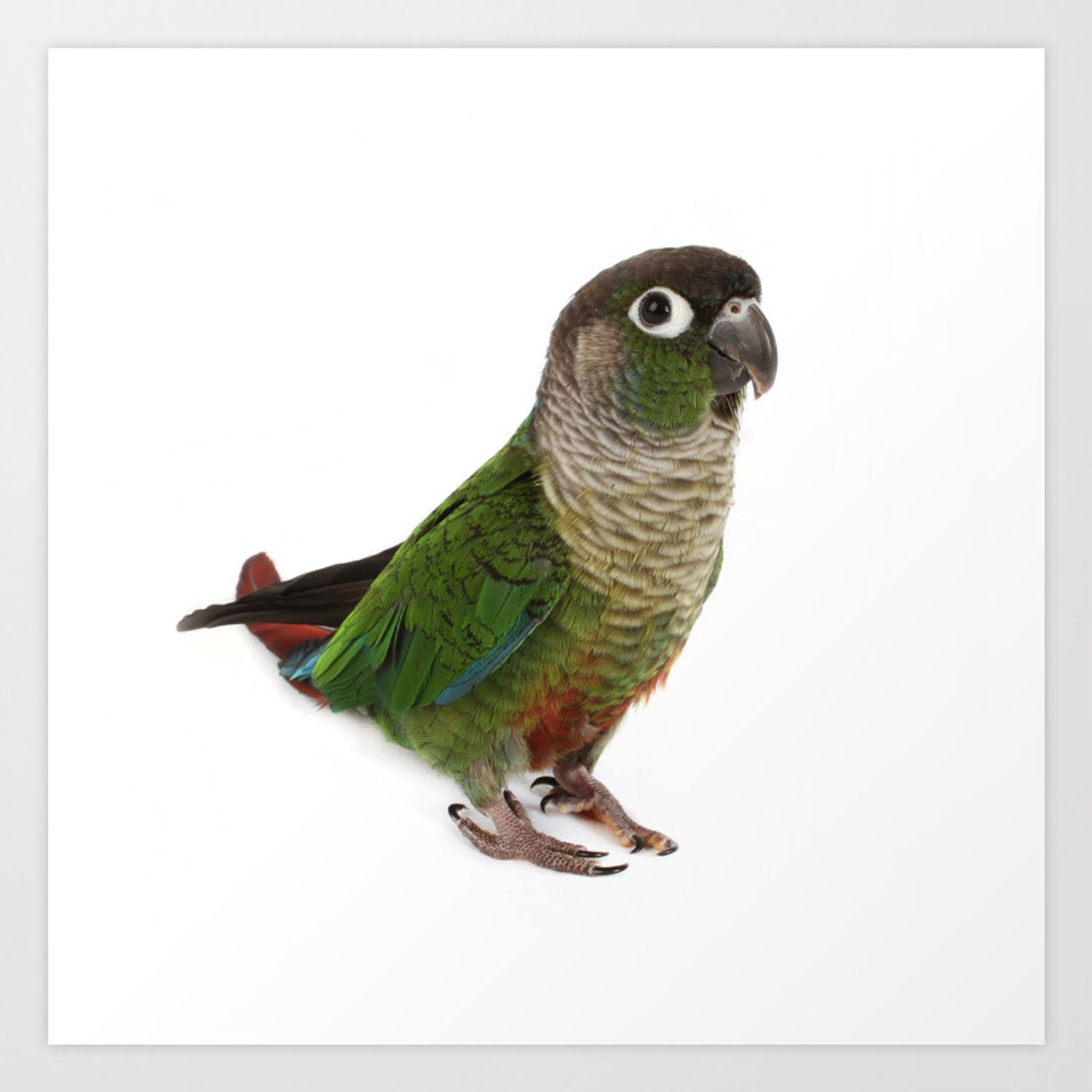 Greencheeked Conures Wallpapers Wallpaper Cave