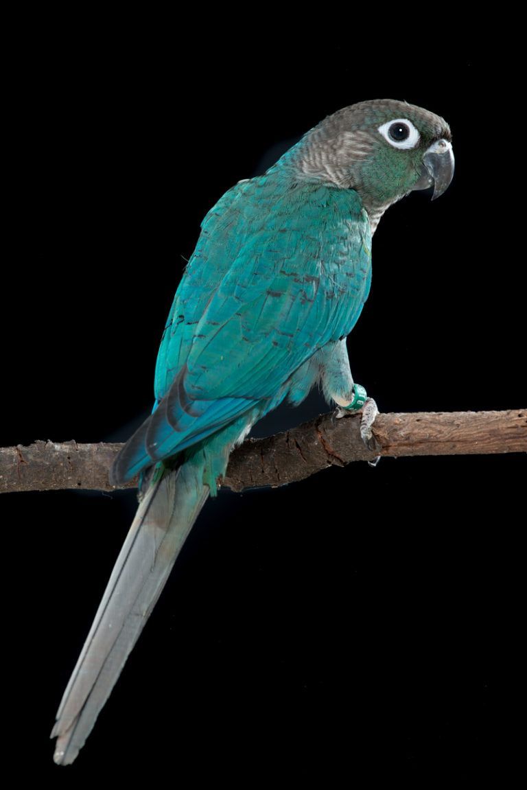 Turquoise Green Cheek Conure. Pet Birds, Conure Bird, Conure Parrots