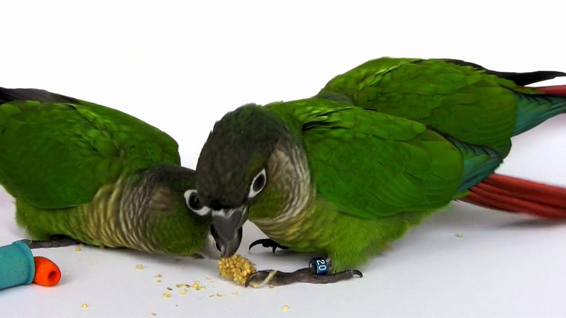 Greencheeked Conures Wallpapers Wallpaper Cave