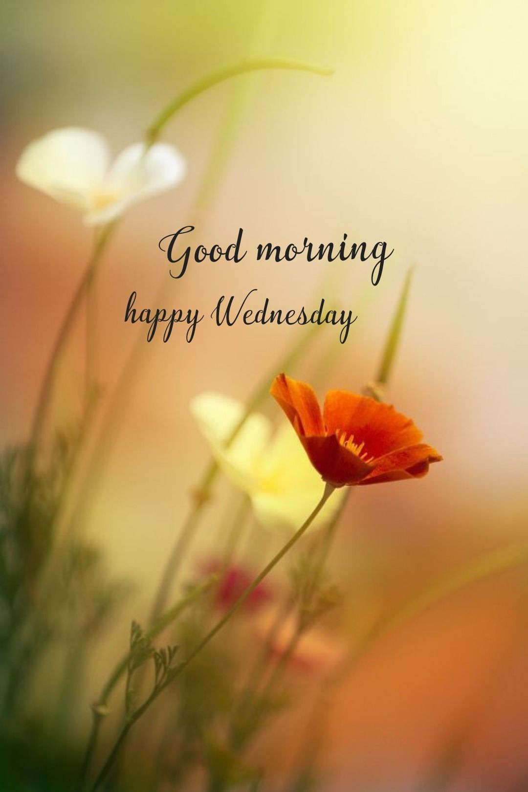 Happy Wednesday Wallpapers - Wallpaper Cave