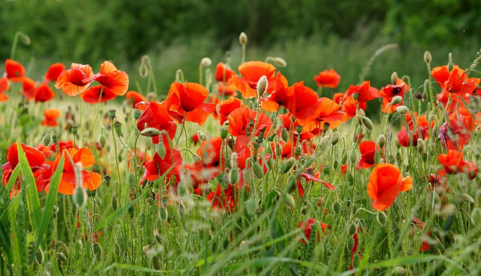 Wallpaper, poppies, field, summer, blur, green 1900x1090