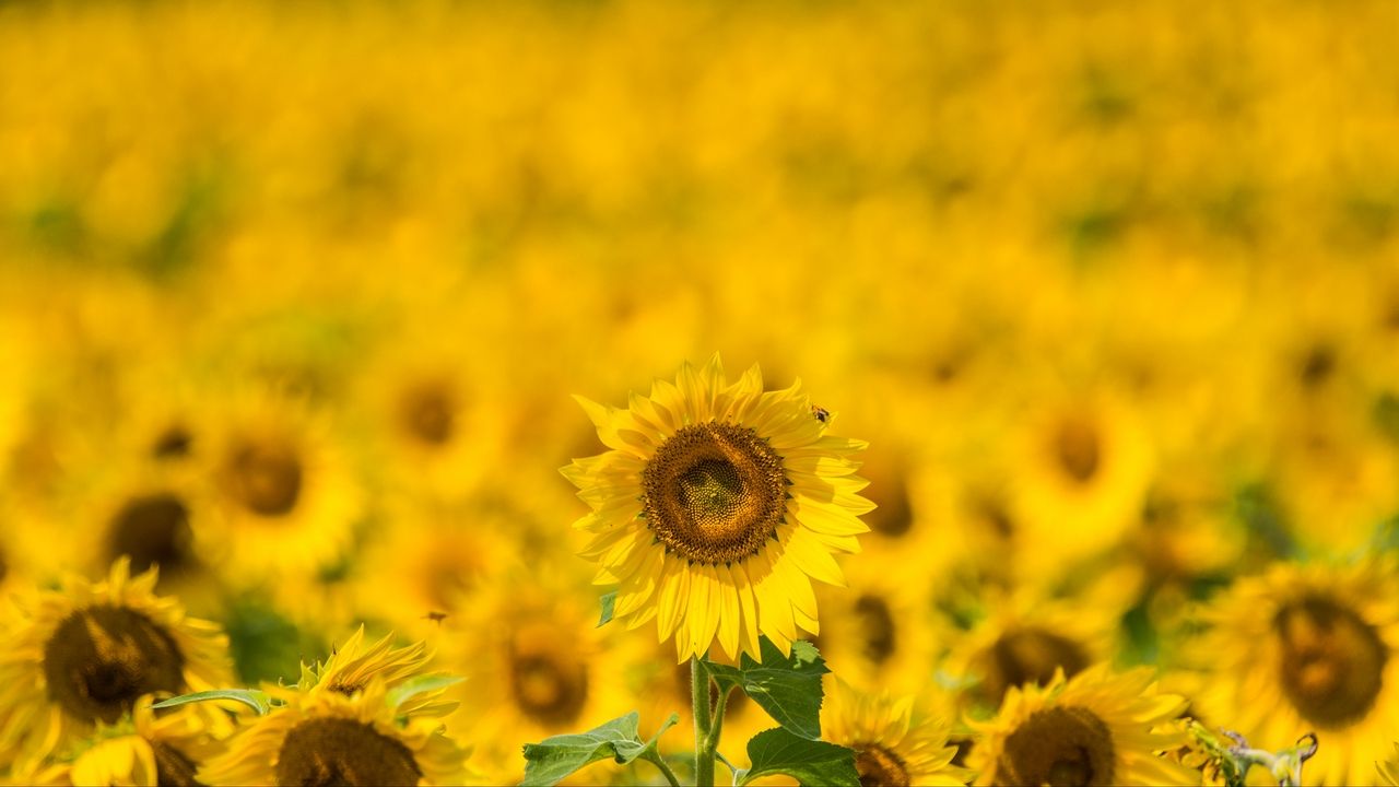 Wallpaper yellow summer blur sunflower