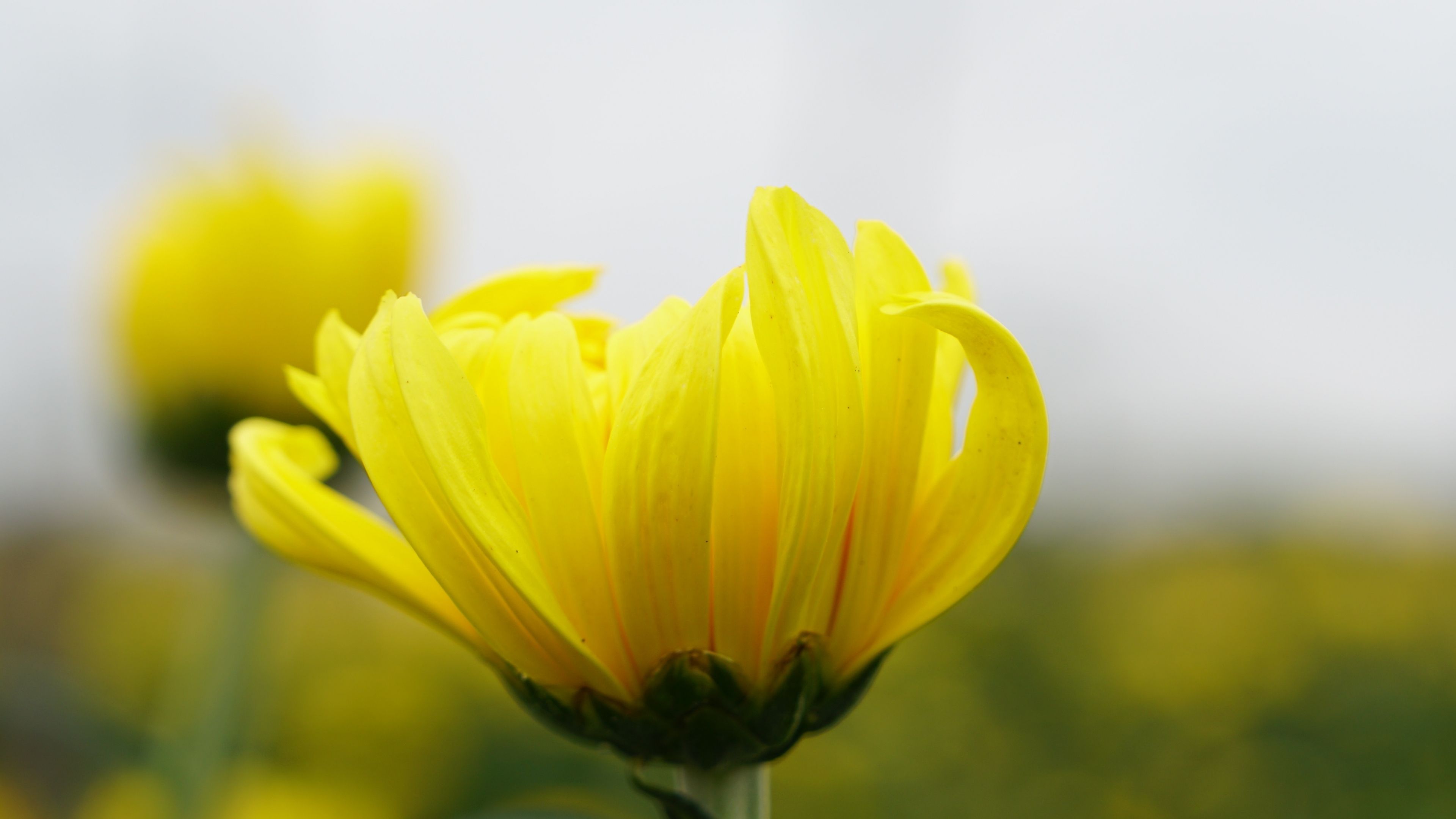 Download 3840x2160 wallpaper yellow flower, summer, blur, 4k, uhd 16: widescreen, 3840x2160 HD image, background, 5628