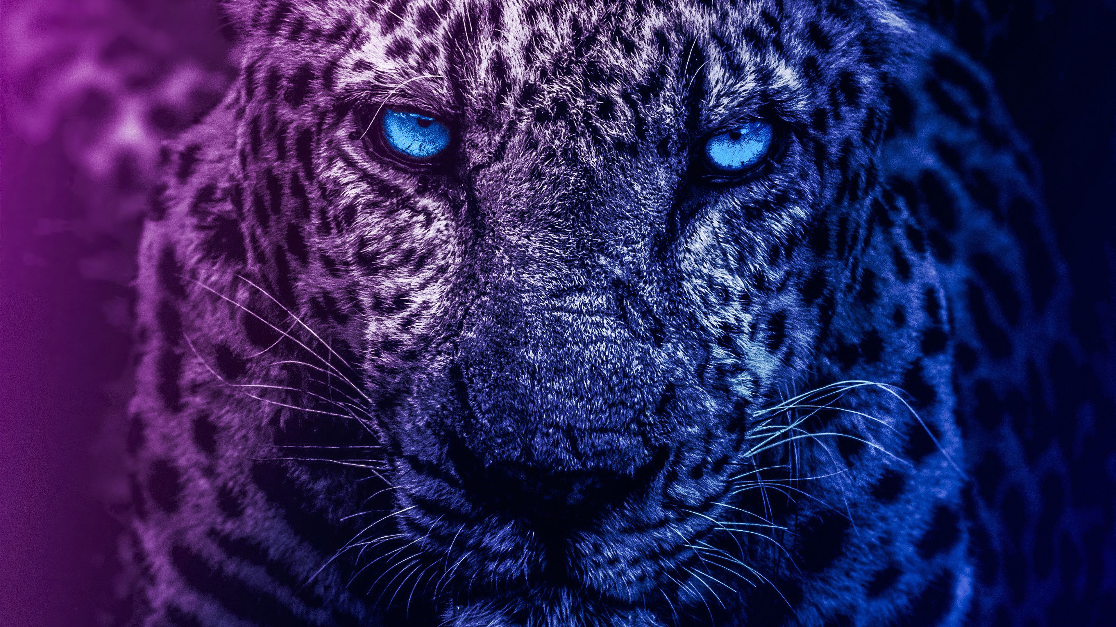 Blue Eyes Lion Lion wallpaper 4k, Lion 4k wallpapper, blue eyes lions 4k wallpaper. Lion wallpaper, Lion, Animal planet