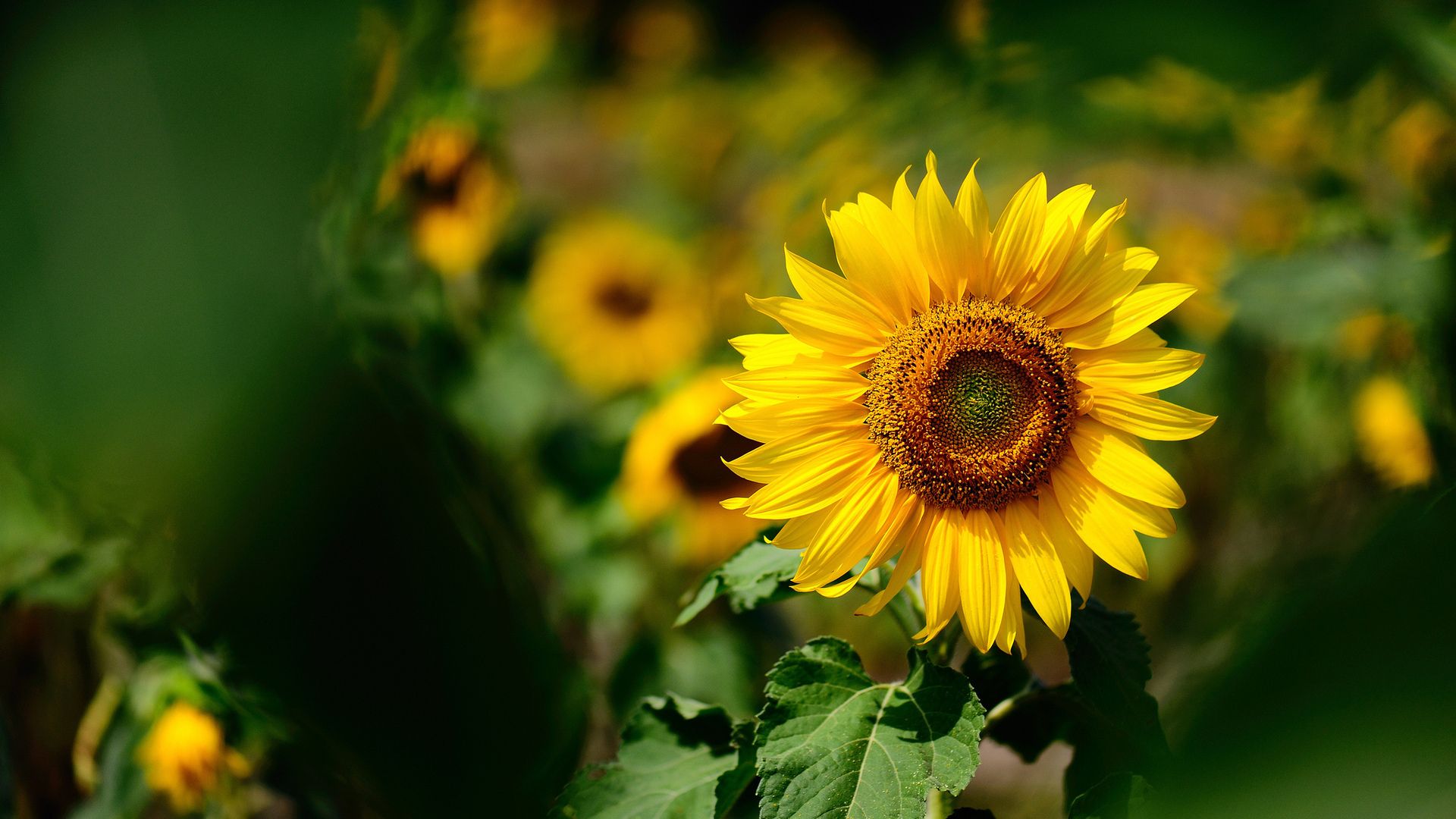 1920x1080 yellow, blur, focus, Sunflower, summer, sunny