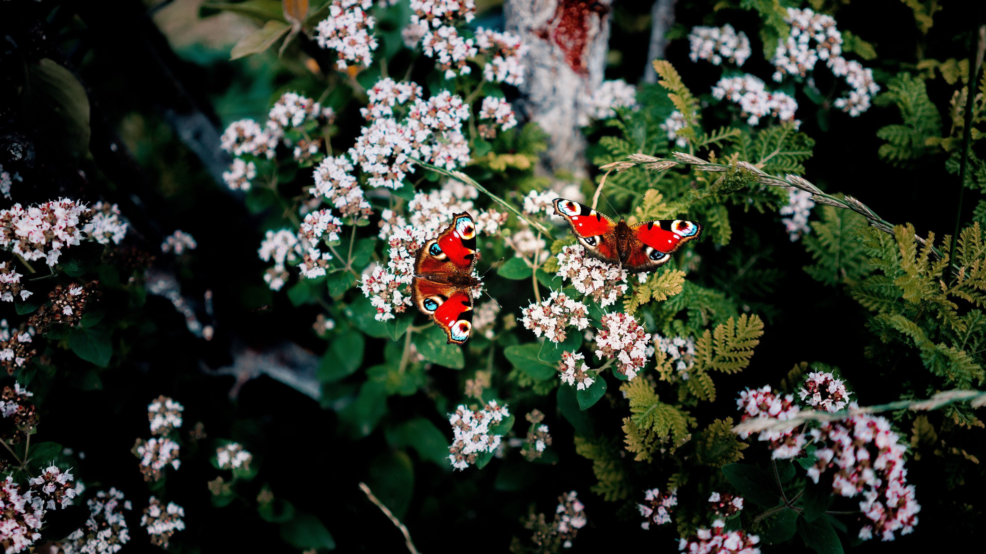 Download wallpaper 3840x2160 butterflies, flowers, patterns, summer, blur 4k uhd 16:9 HD background