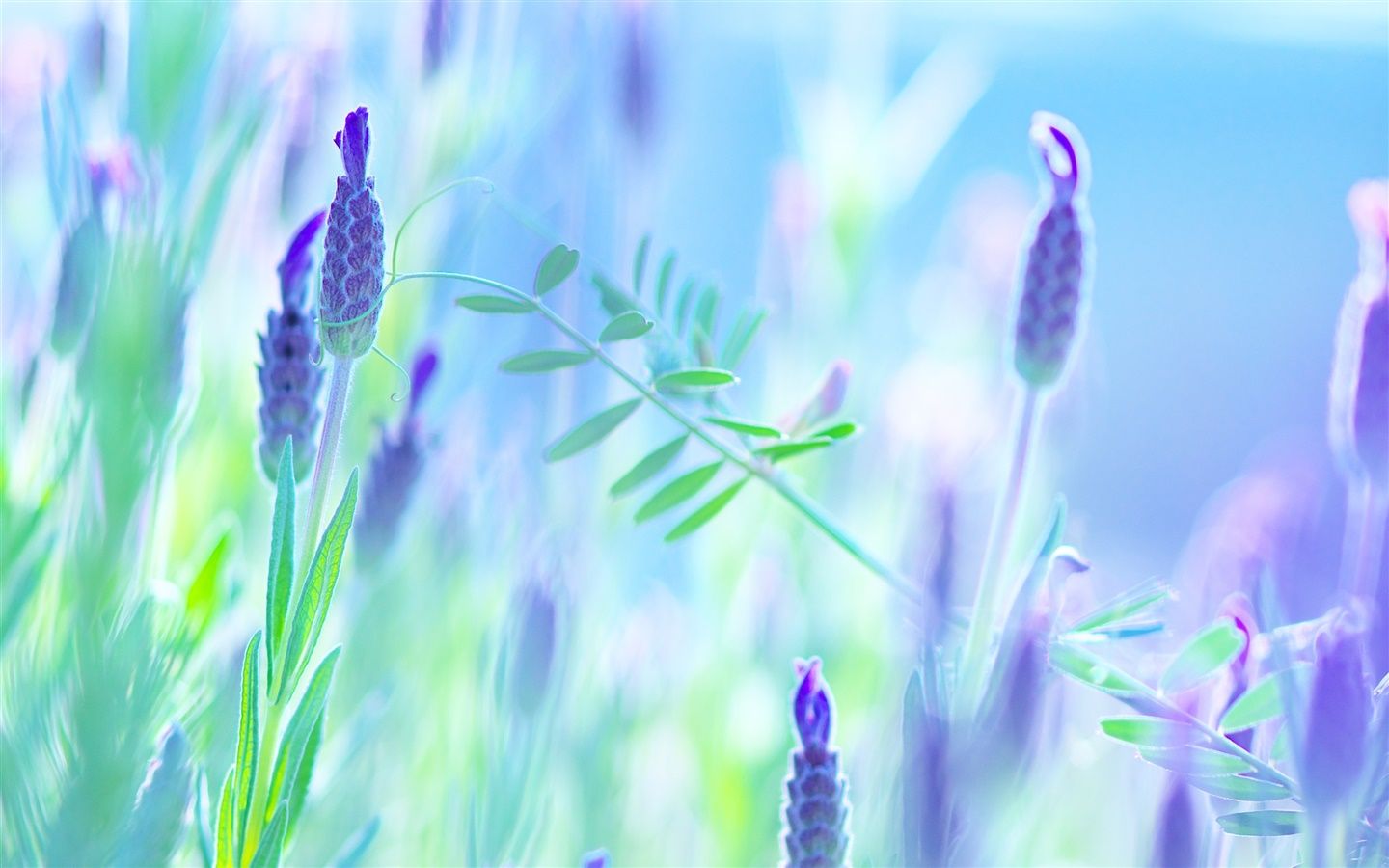 Blue flowers, violet, summer, blur background Desktop Wallpaperx900 wallpaper download
