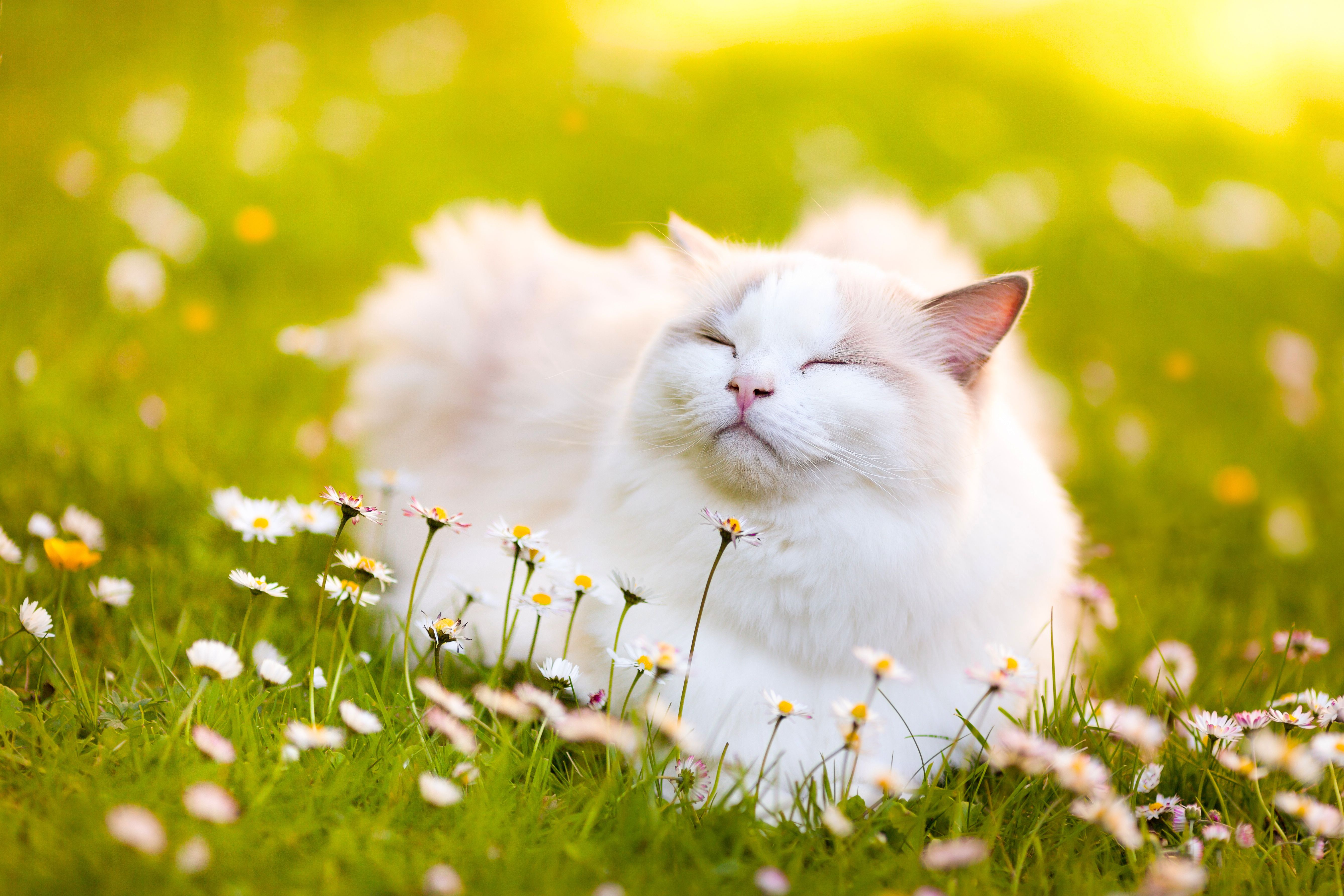 Cat Grass Flower Summer Sunny Blur Wallpaper:5359x3573