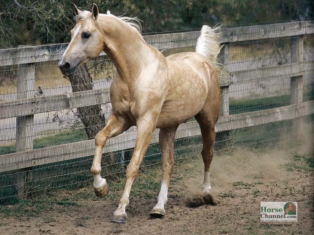 Palomino Horse Desktop Wallpaper