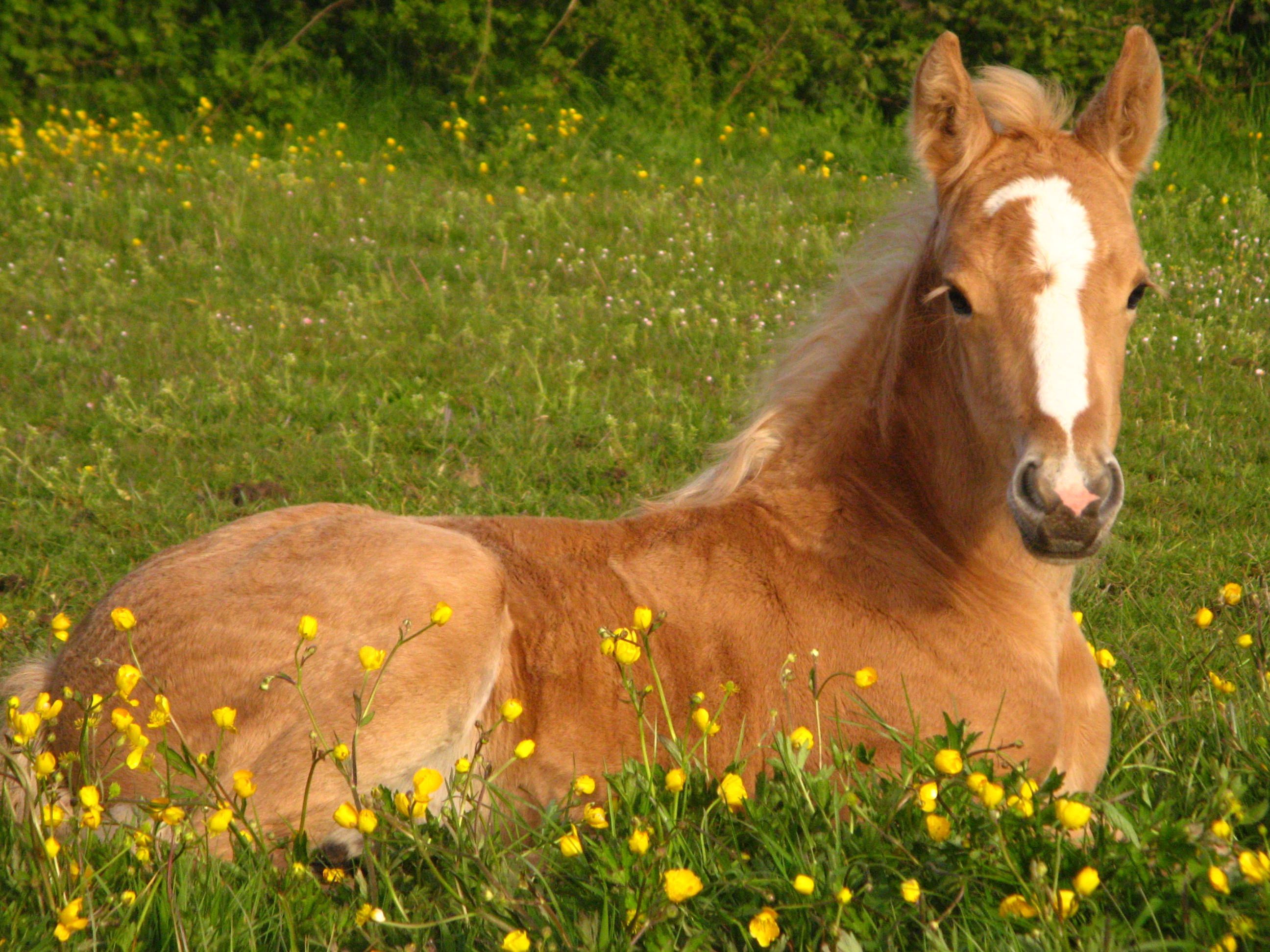 palomino foal. Horses, Horse wallpaper, Palomino horse