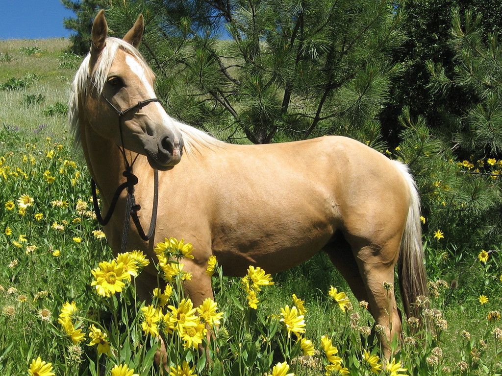 Palomino Background. Golden Palomino Horses Wallpaper, Palomino Wallpaper and Palomino Background