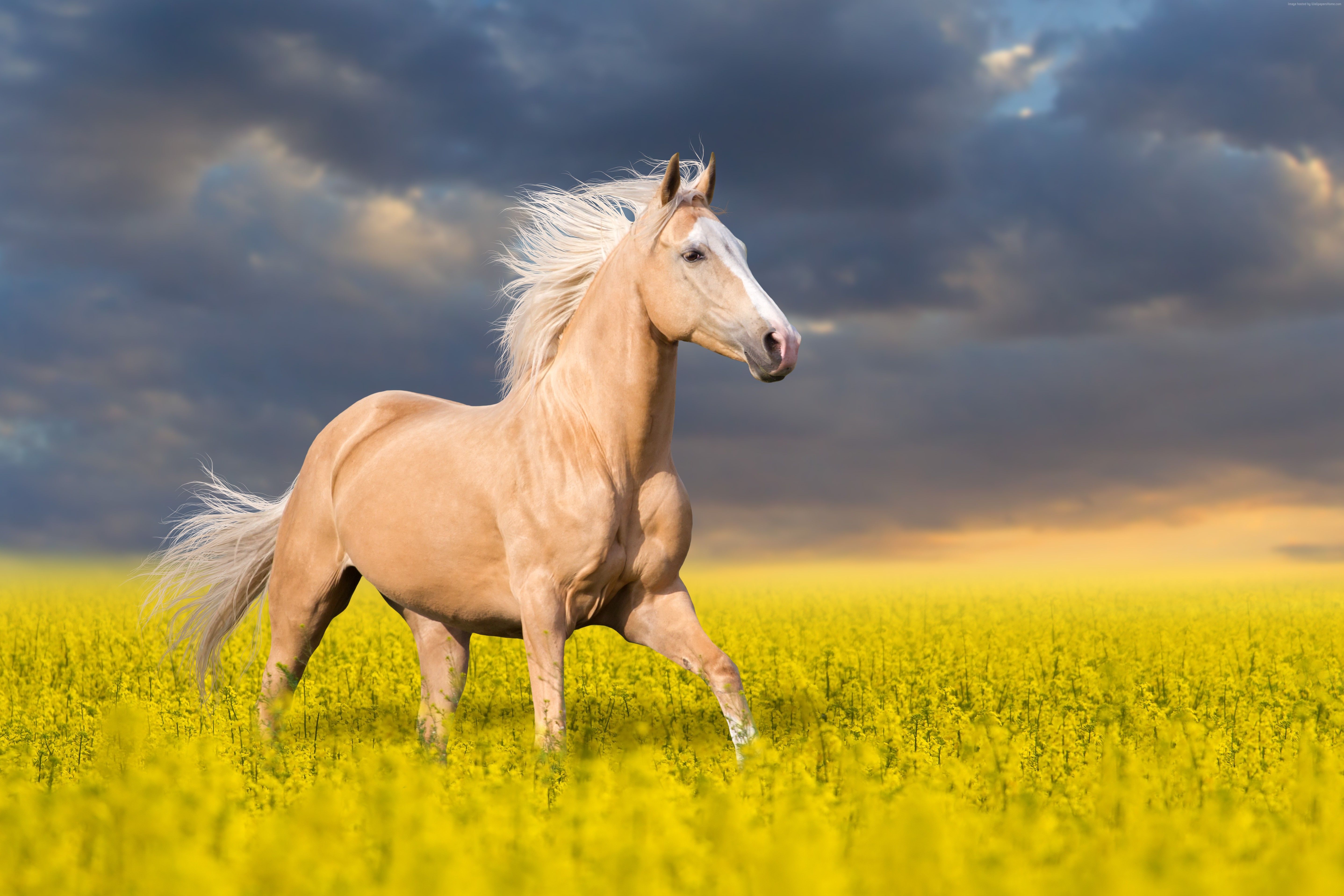 LITTLE BIT OF HEAVEN. Palomino horse, Horses, Horse wallpaper