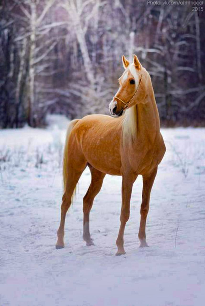 Golden Palomino wallpaper