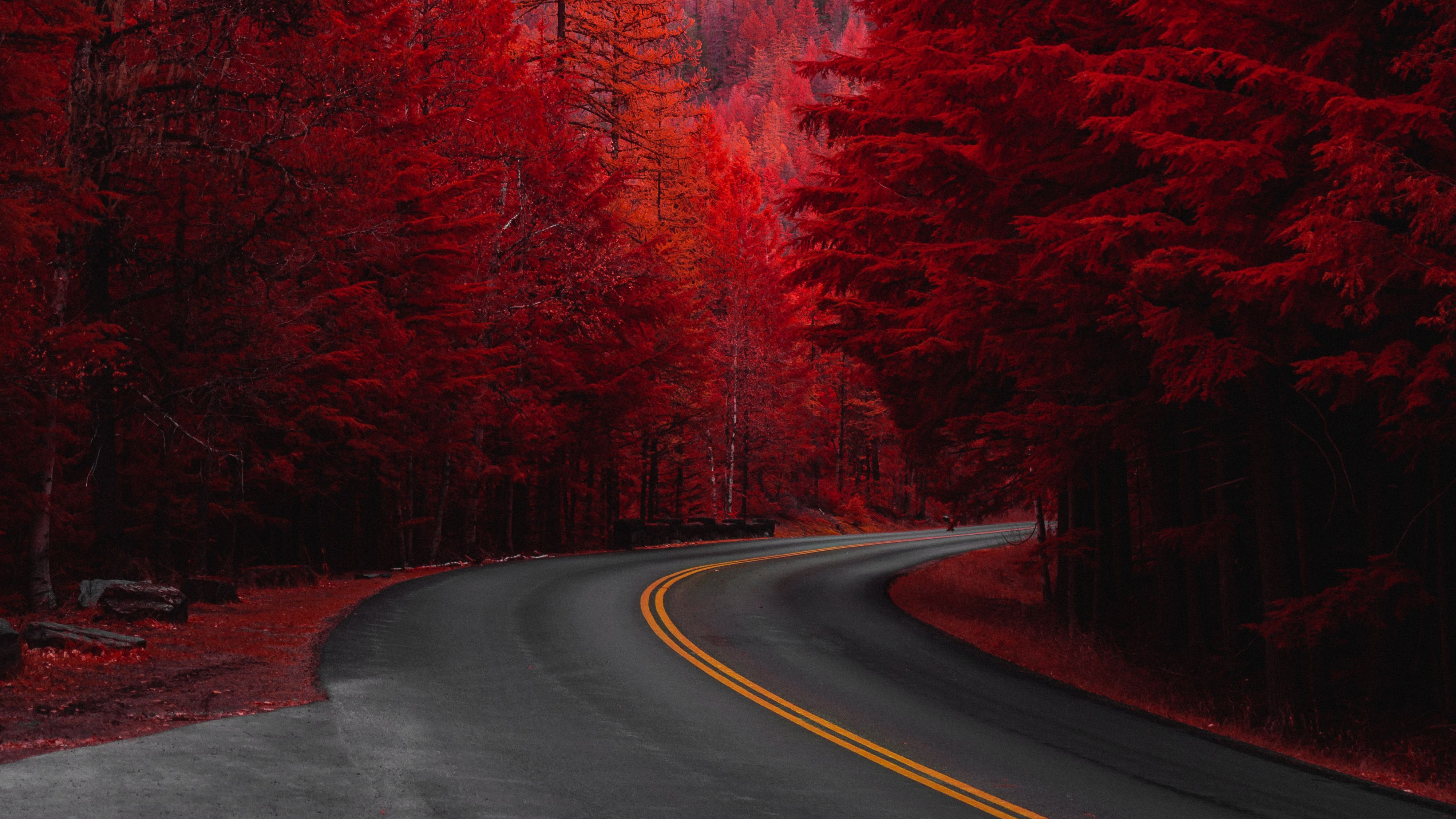 Red Pine trees 4K Wallpaper
