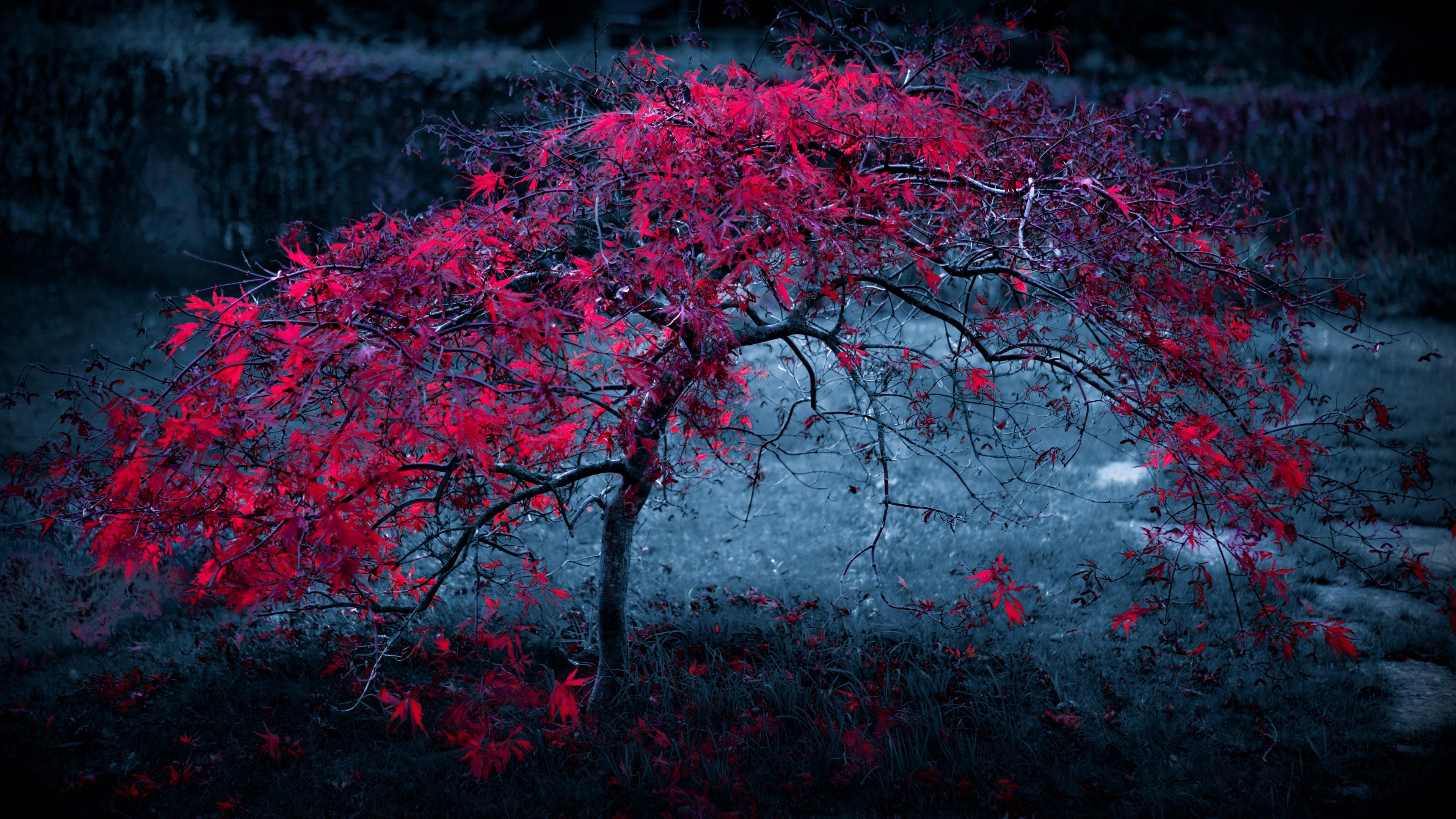 Red Leaves Tree 4k, HD Nature, 4k Wallpaper, Image, Background, Photo and Picture